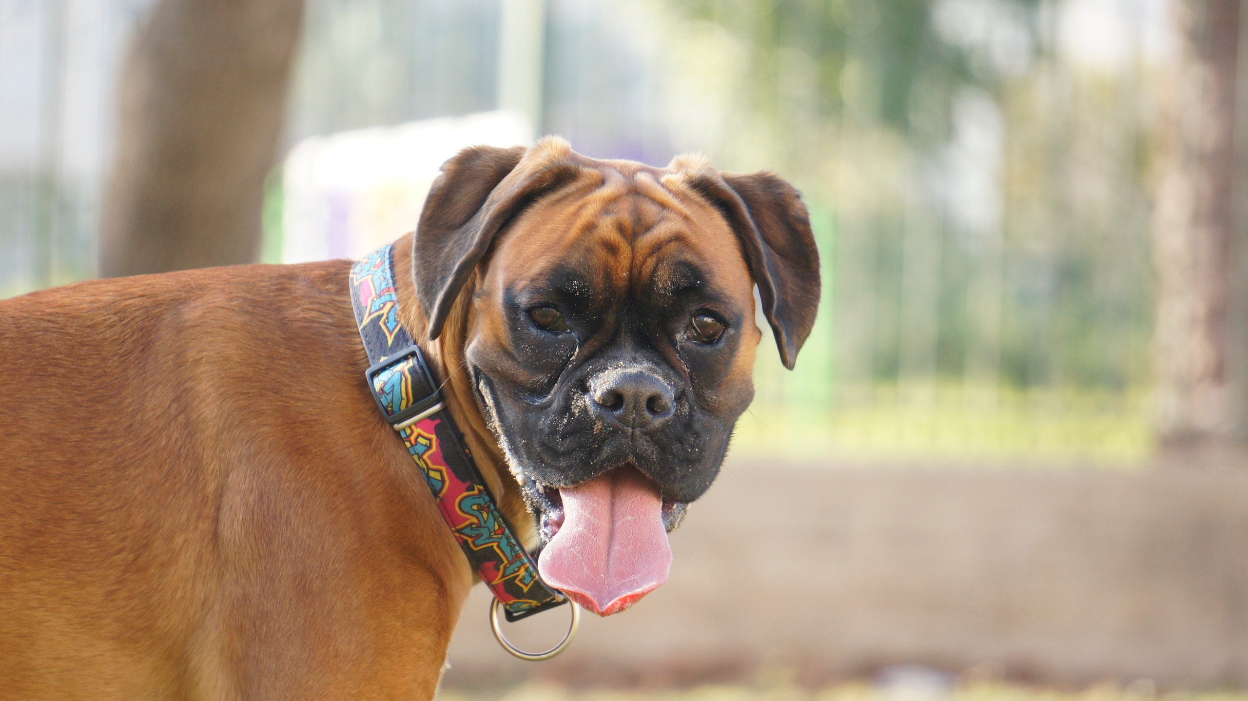 My ״Star״ Boxer Dog