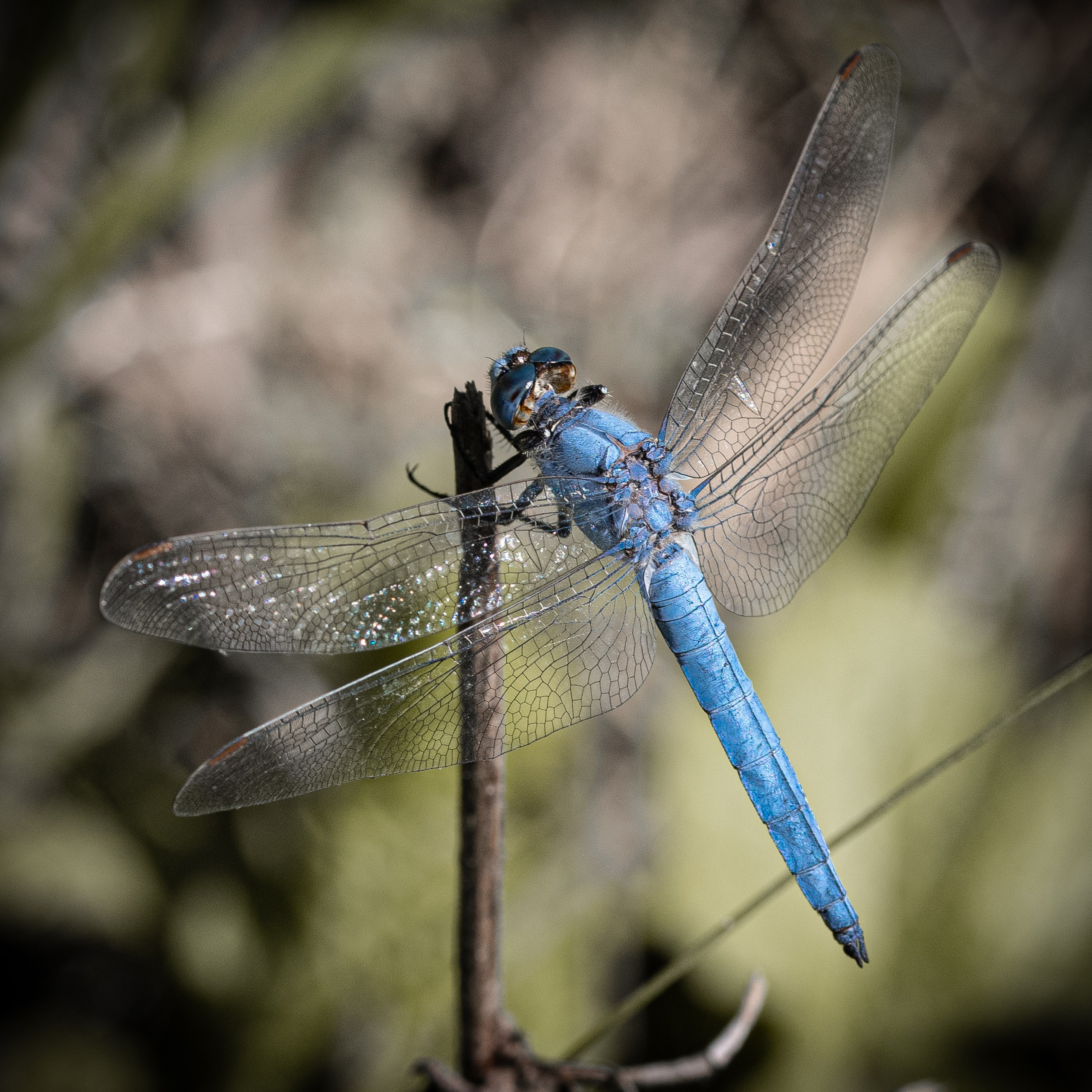 “Gianmaria Coscia fotografo per passione”