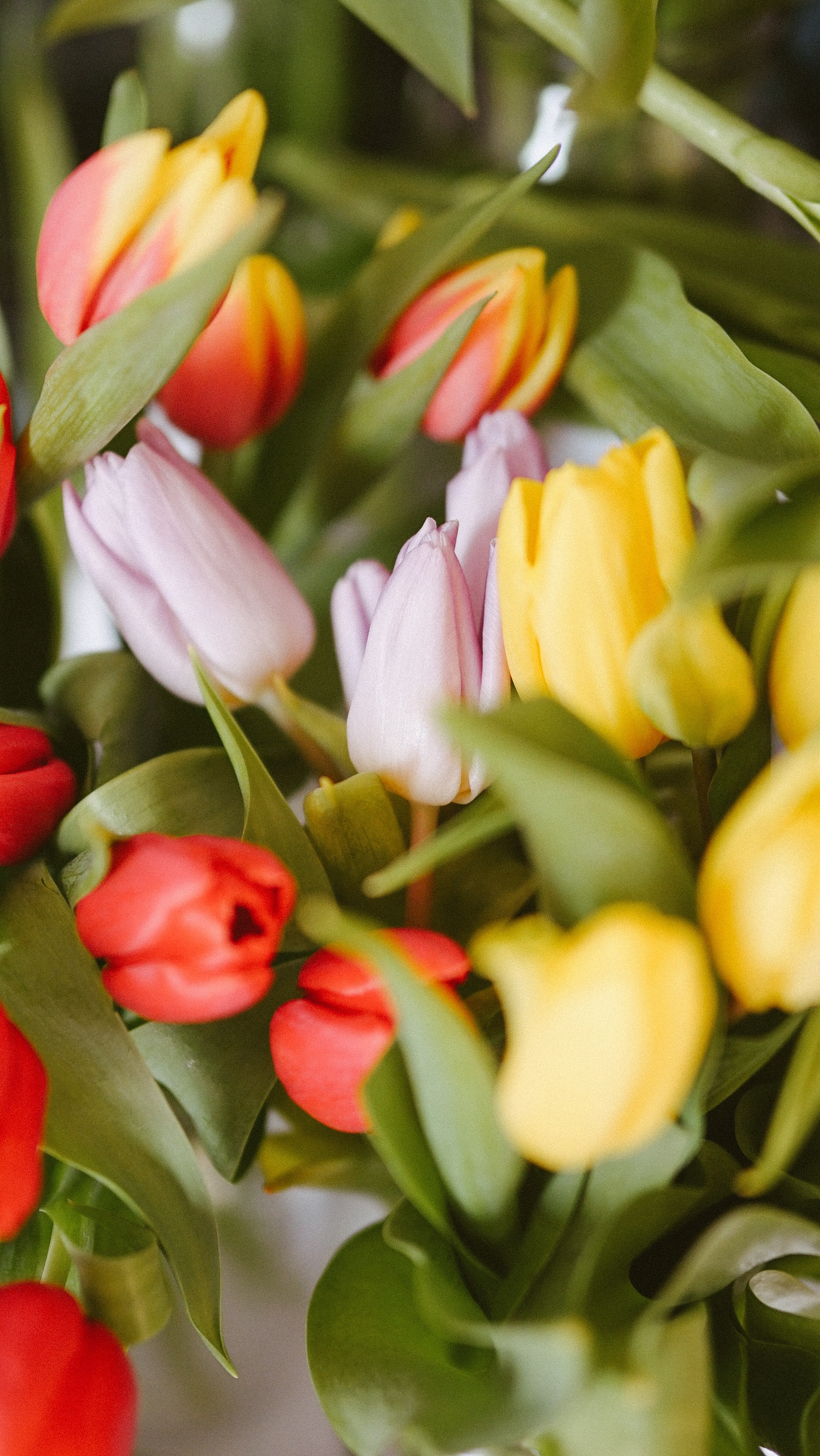 Ședințe Foto Primăvara Colorată Brașov | Mădălina Beda. Madalina Beda- Artist vizual, fotograf, doula la nastere, consultant babywearing Brasov si in toata tara