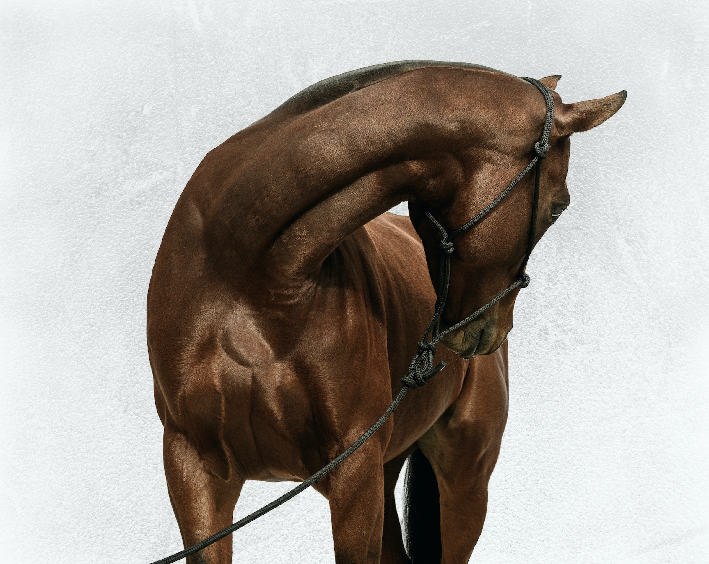 HORSE PORTFOLIO