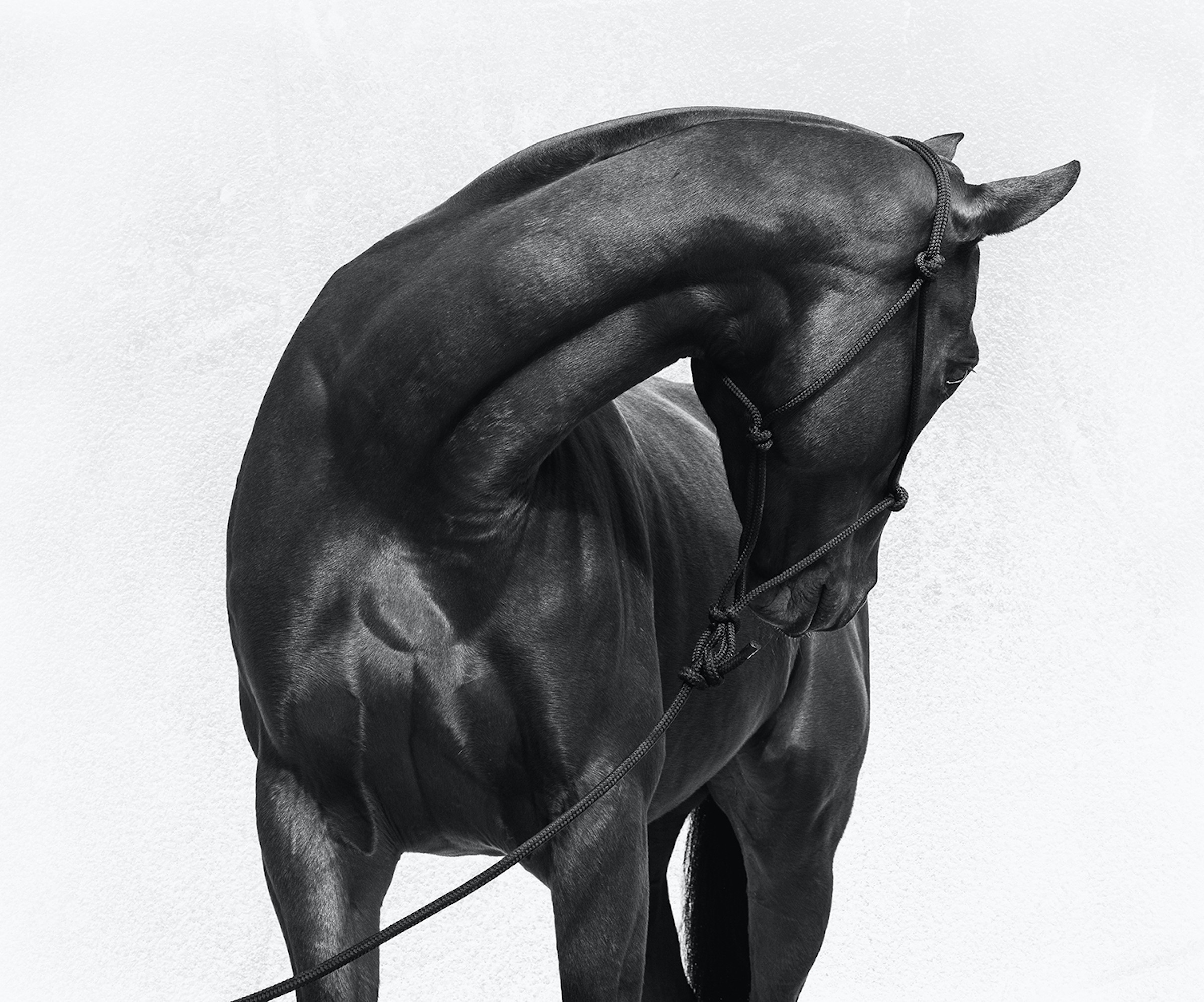 HORSE PORTFOLIO