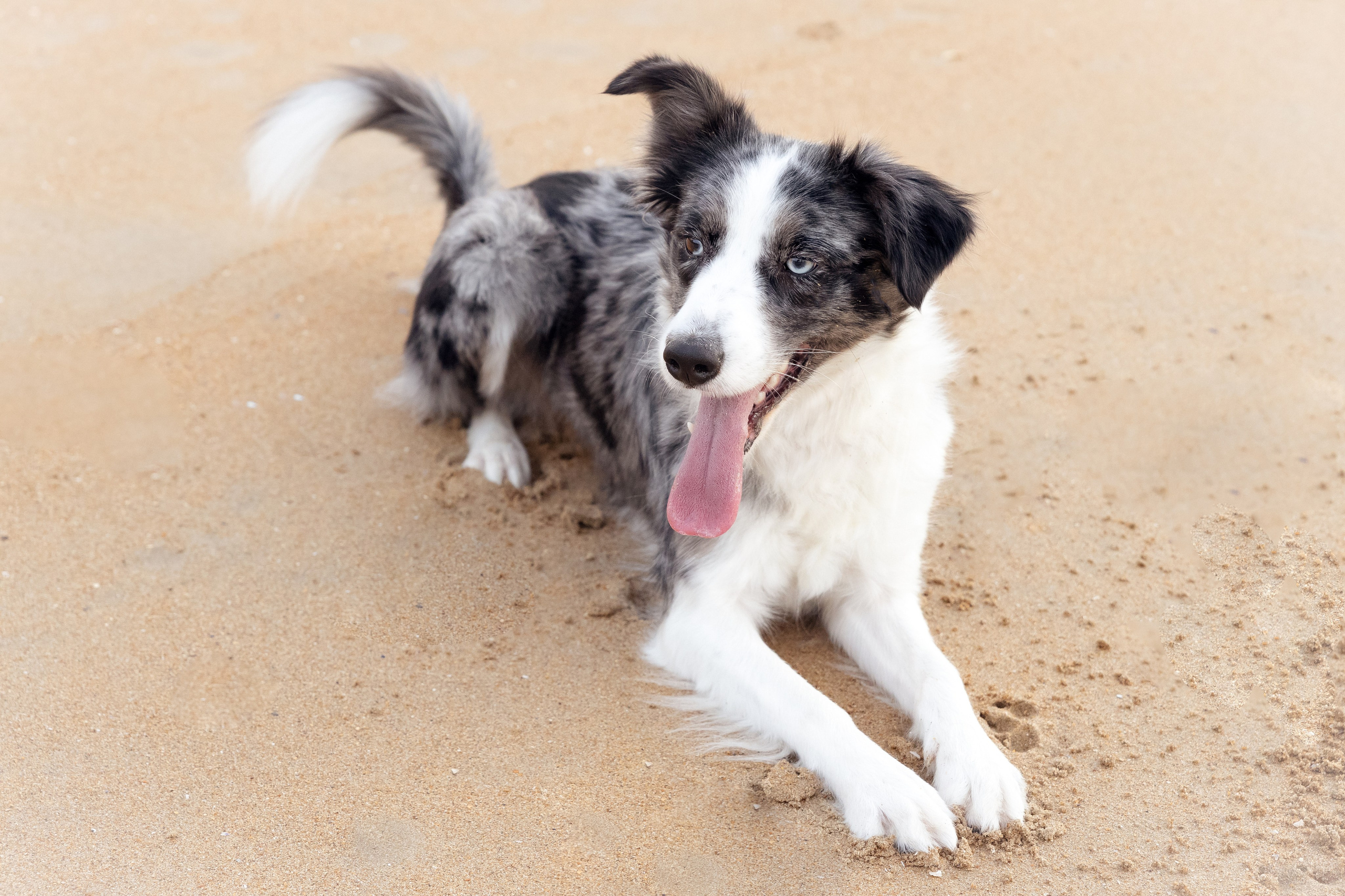 Sesiones fotográficas a mascotas. RabelByCris Fotógrafa en Coruña de Eventos, sesiones, mascotas