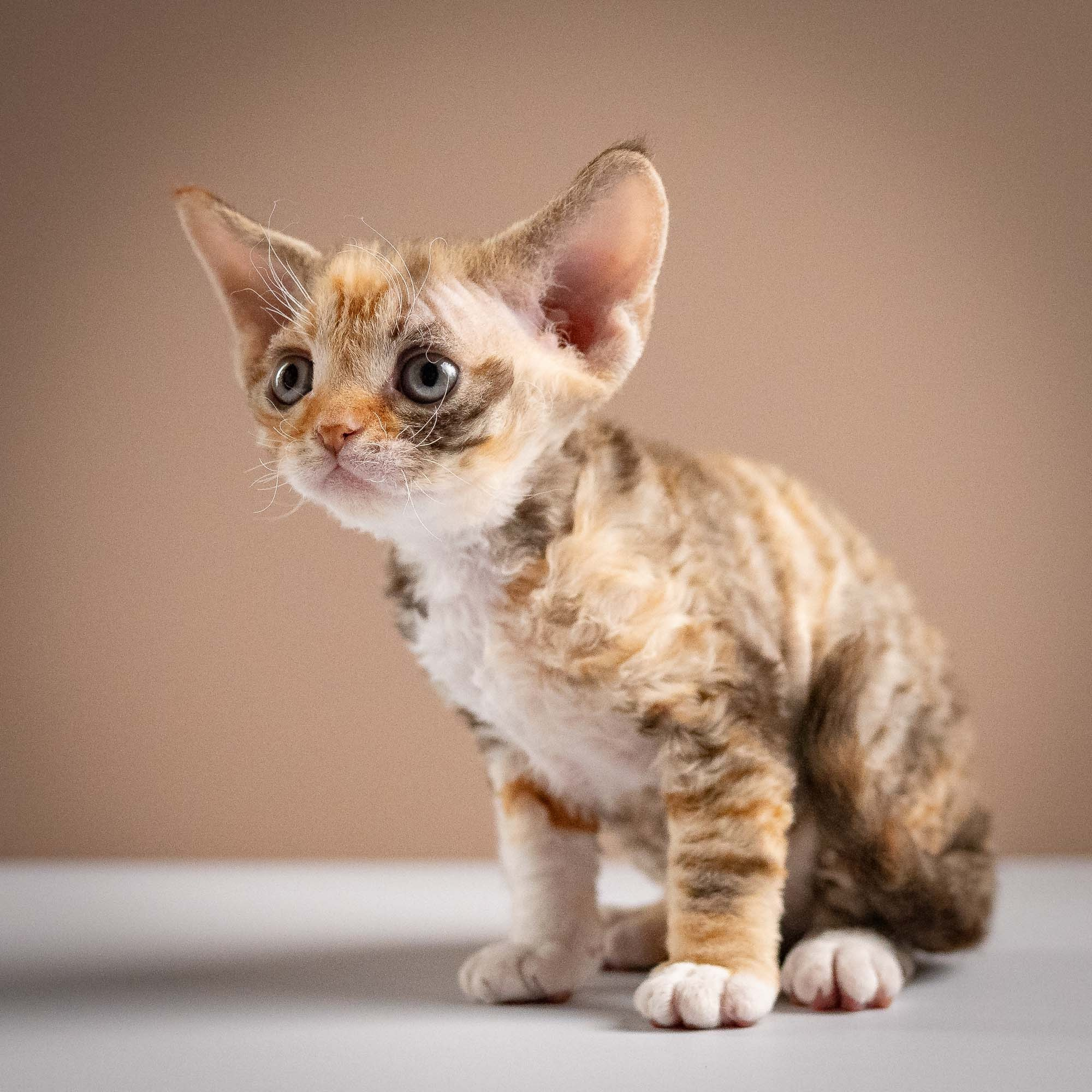 Oksana, girl, born 02.08.26. Devon Rex Pixie Cattery