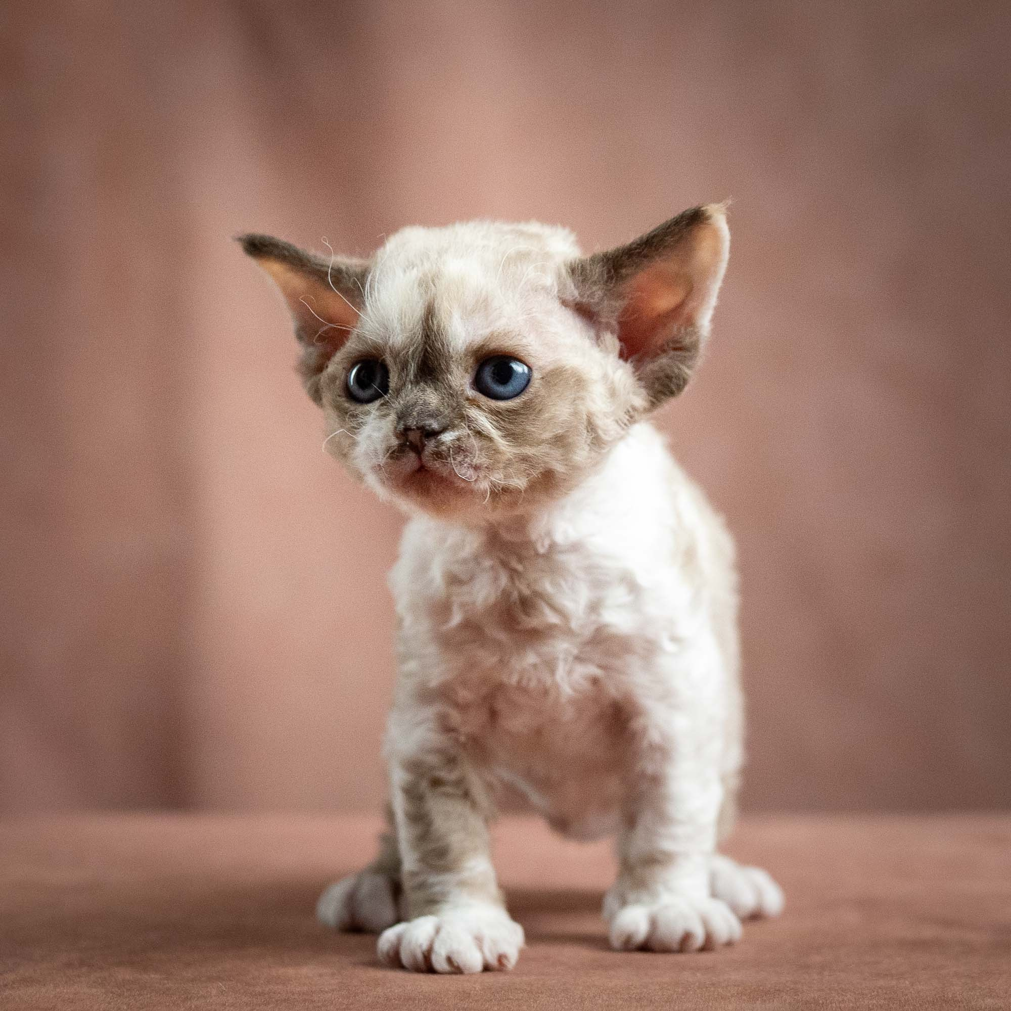 Thalia, girl, born 01.17.26. Devon Rex Pixie Cattery