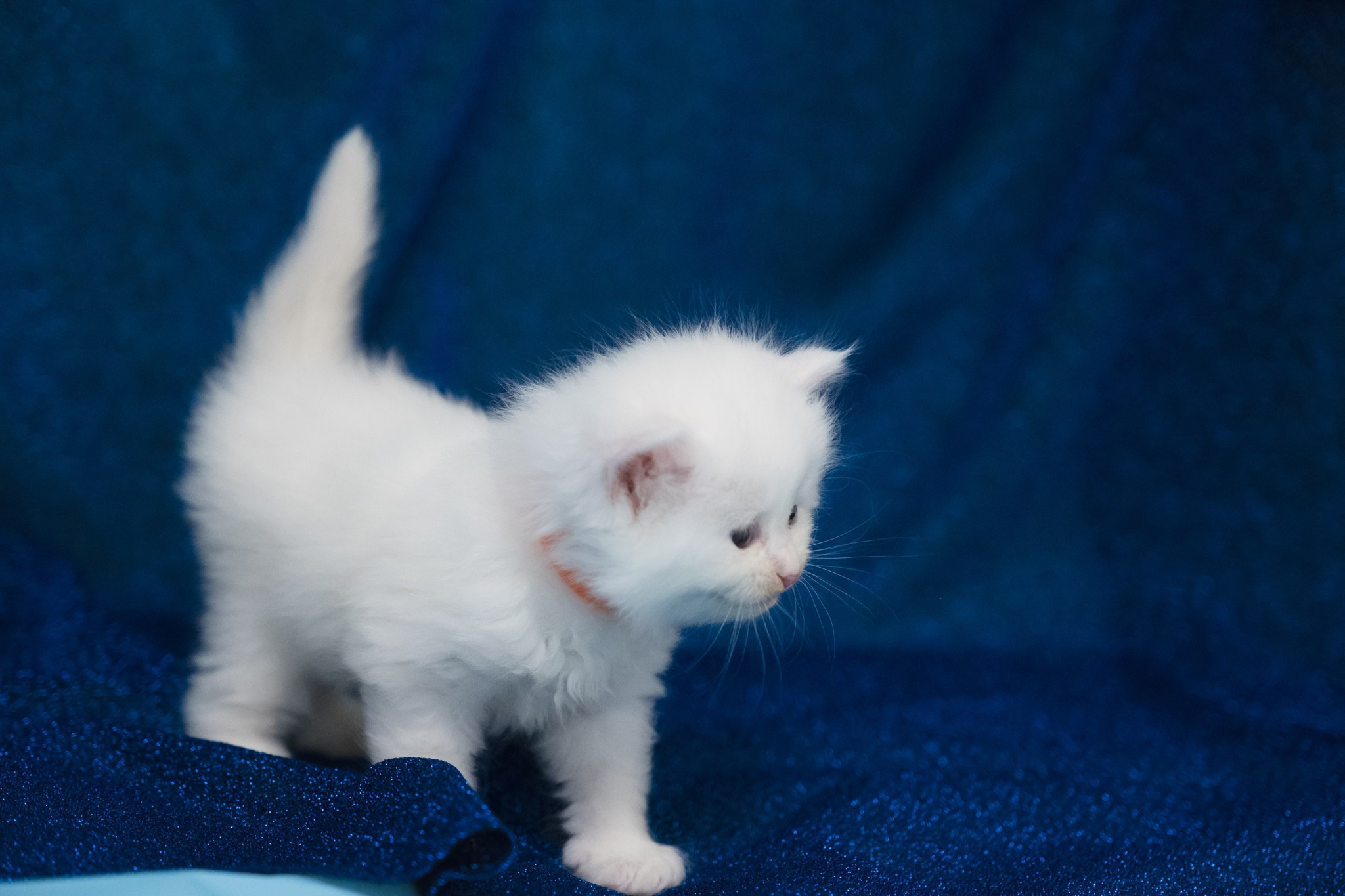 N-Andromeda. SIBERIALIS: Katzenzucht von Sibirischen und Neva Masquarade Katzen