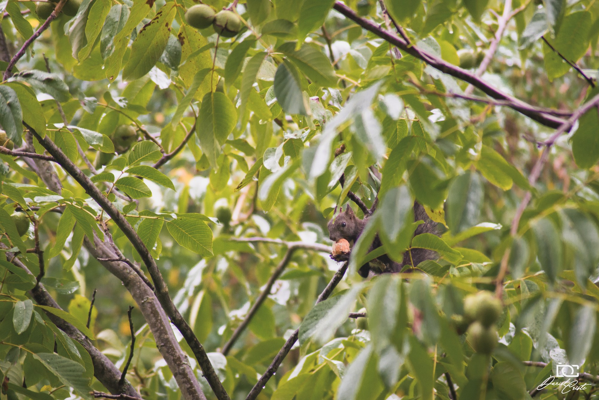 Peisaj /natura. Daniel Criste Fotograf
