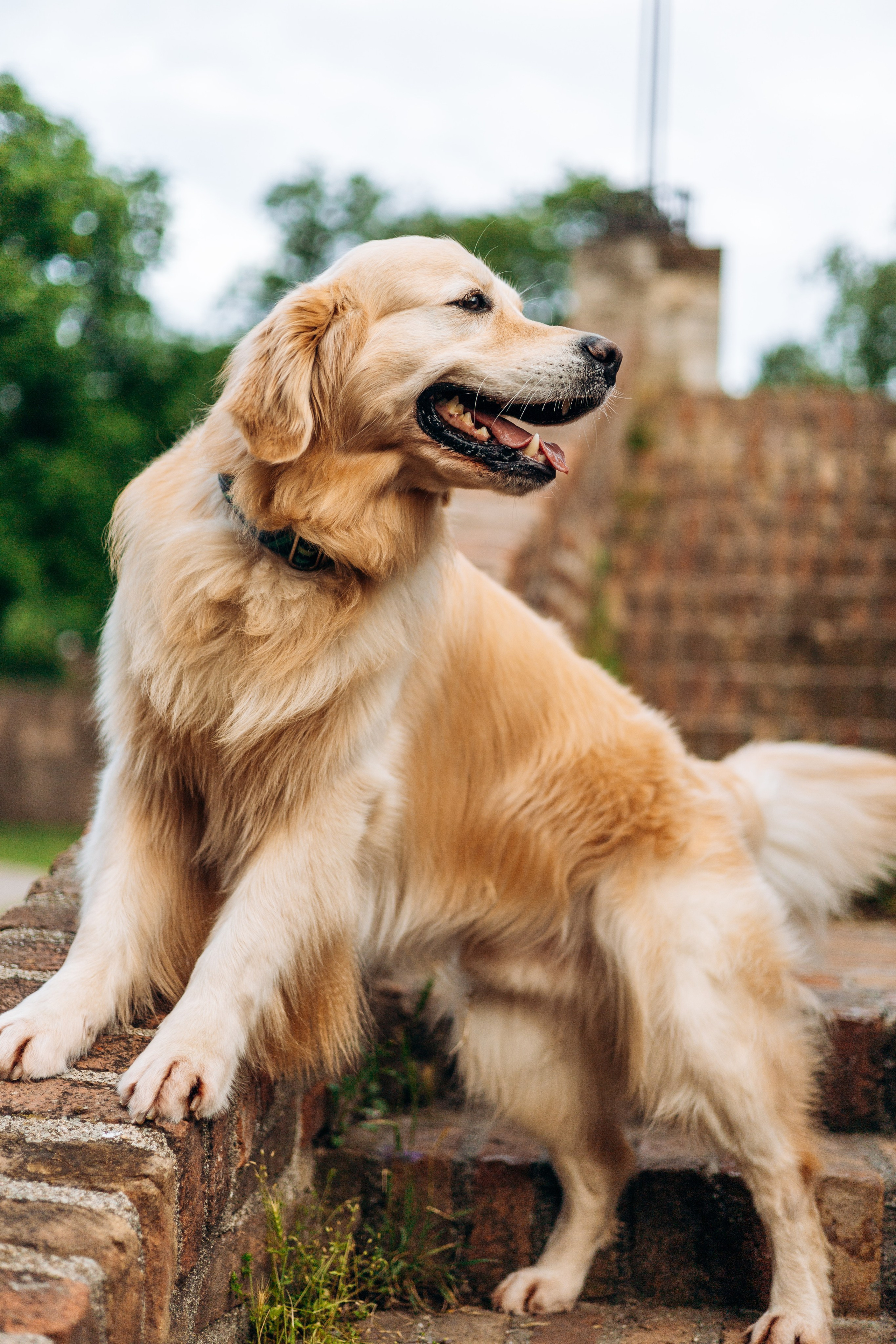 Глеб и Инди. Фотограф-анималист | Белград