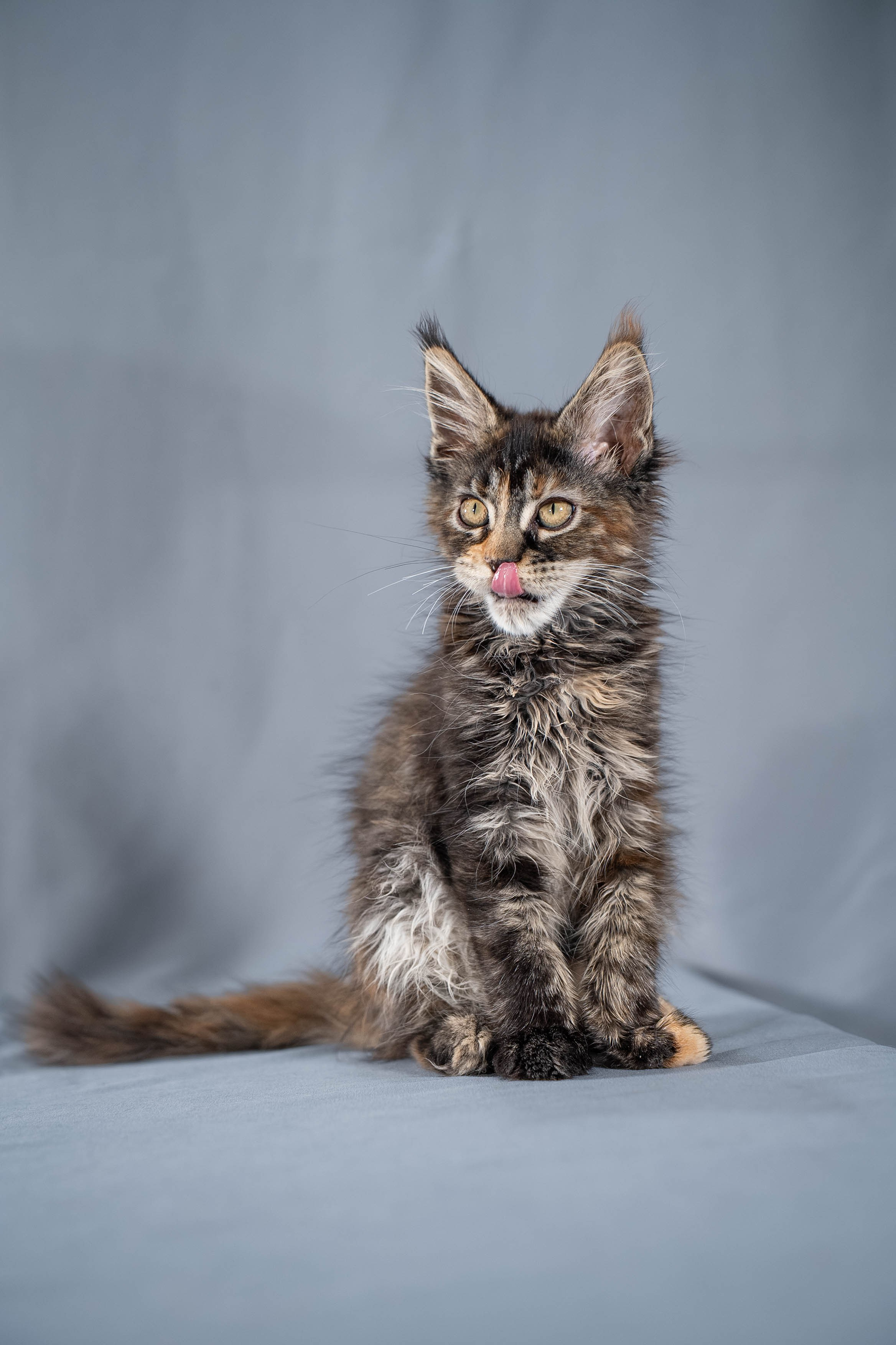 Senator Ulani. Senator Cat — Maine Coon cattery