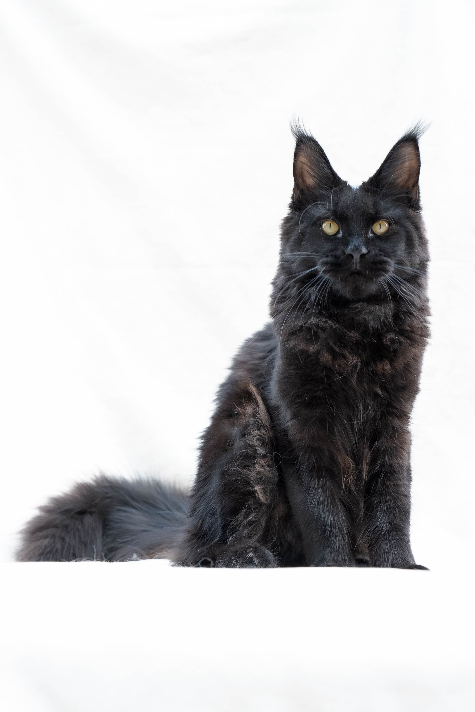 Senator Jetta. Senator Cat — Maine Coon cattery