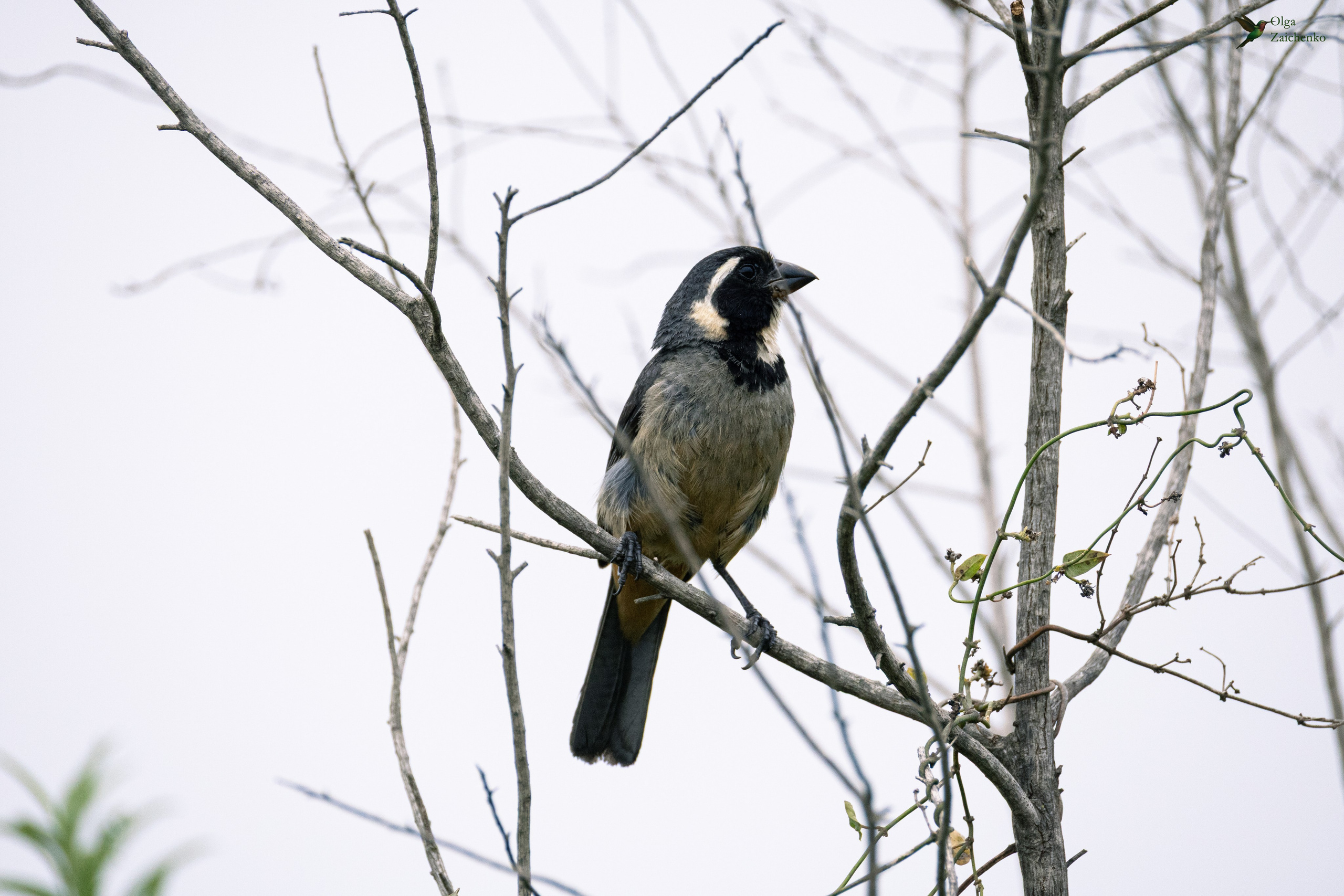 Золотоклювый сальтатор