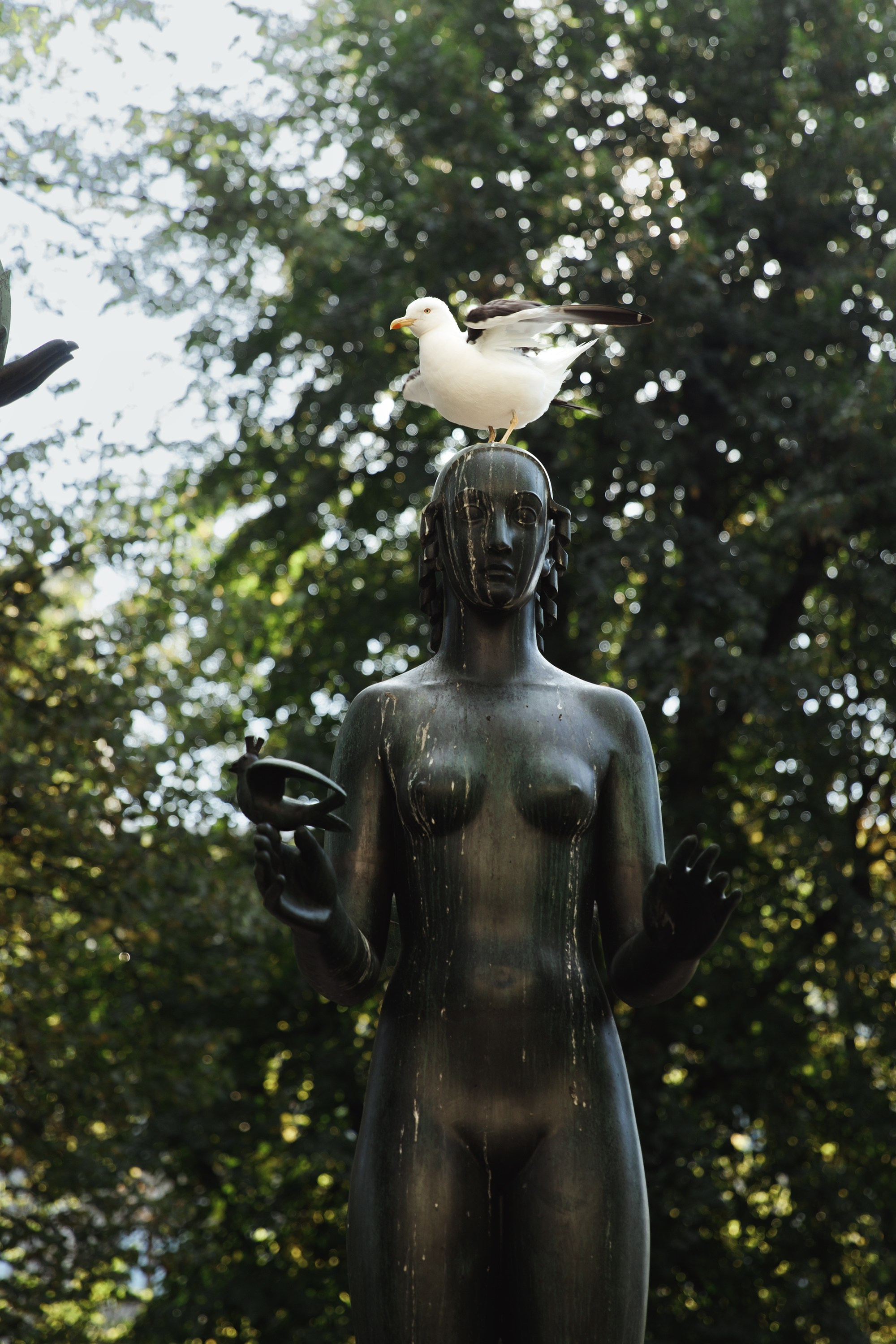 Helsinki. Kaja | fotograf psów we Wrocławiu