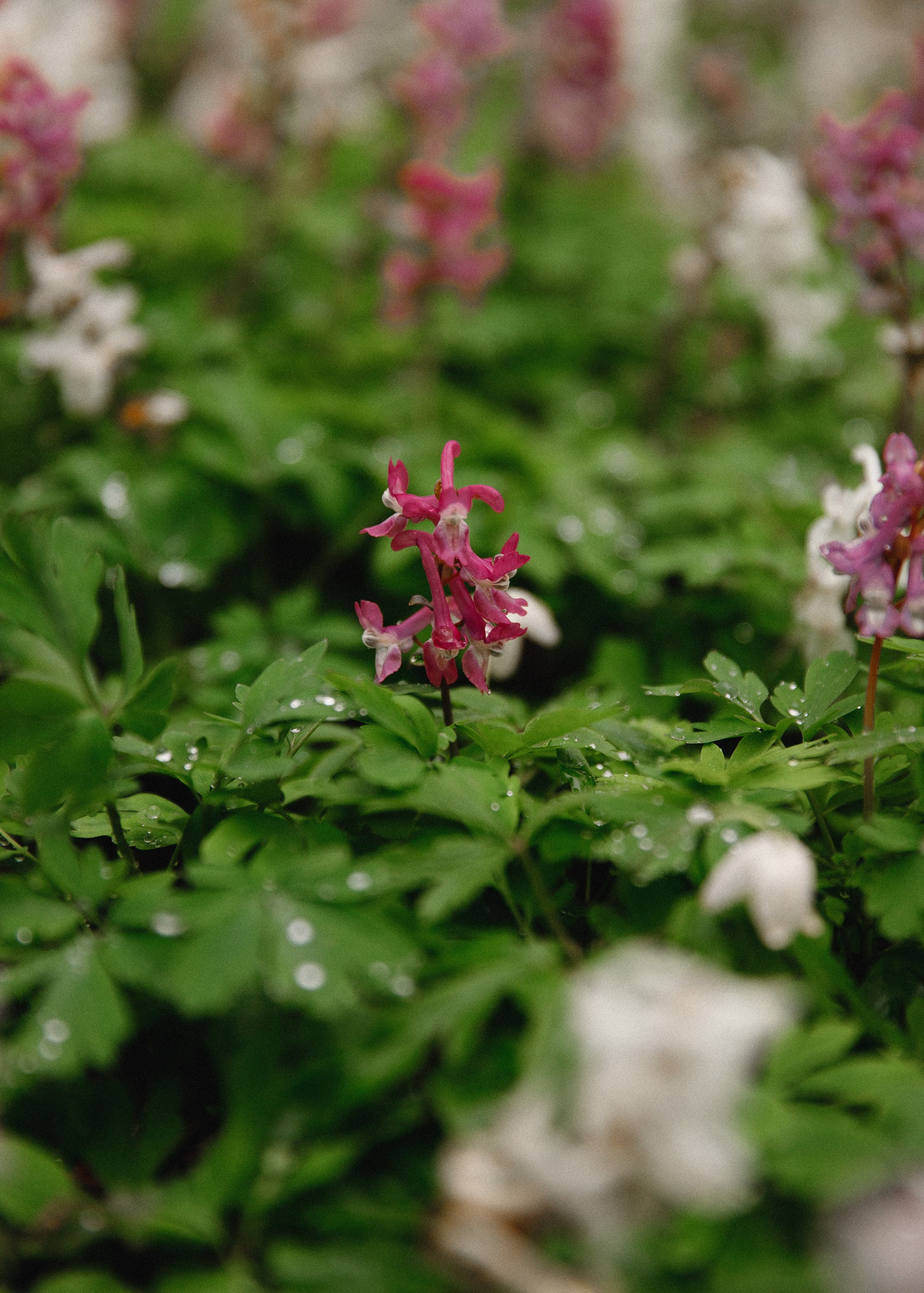 Botanical garden in Wroclaw. Kaja | fotograf we Wrocławiu | ludzie i psy