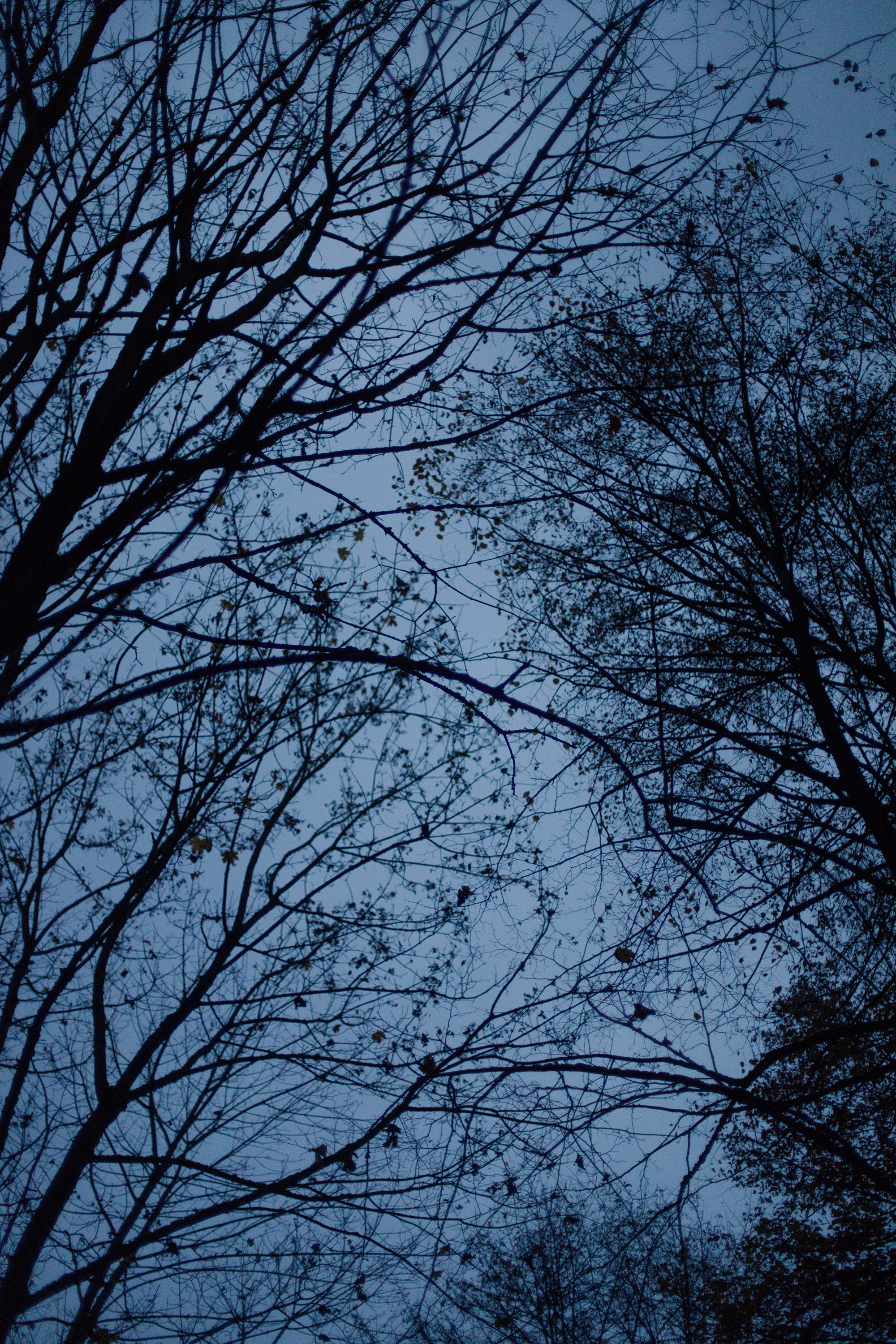 Katya. Kaja | fotograf psów we Wrocławiu