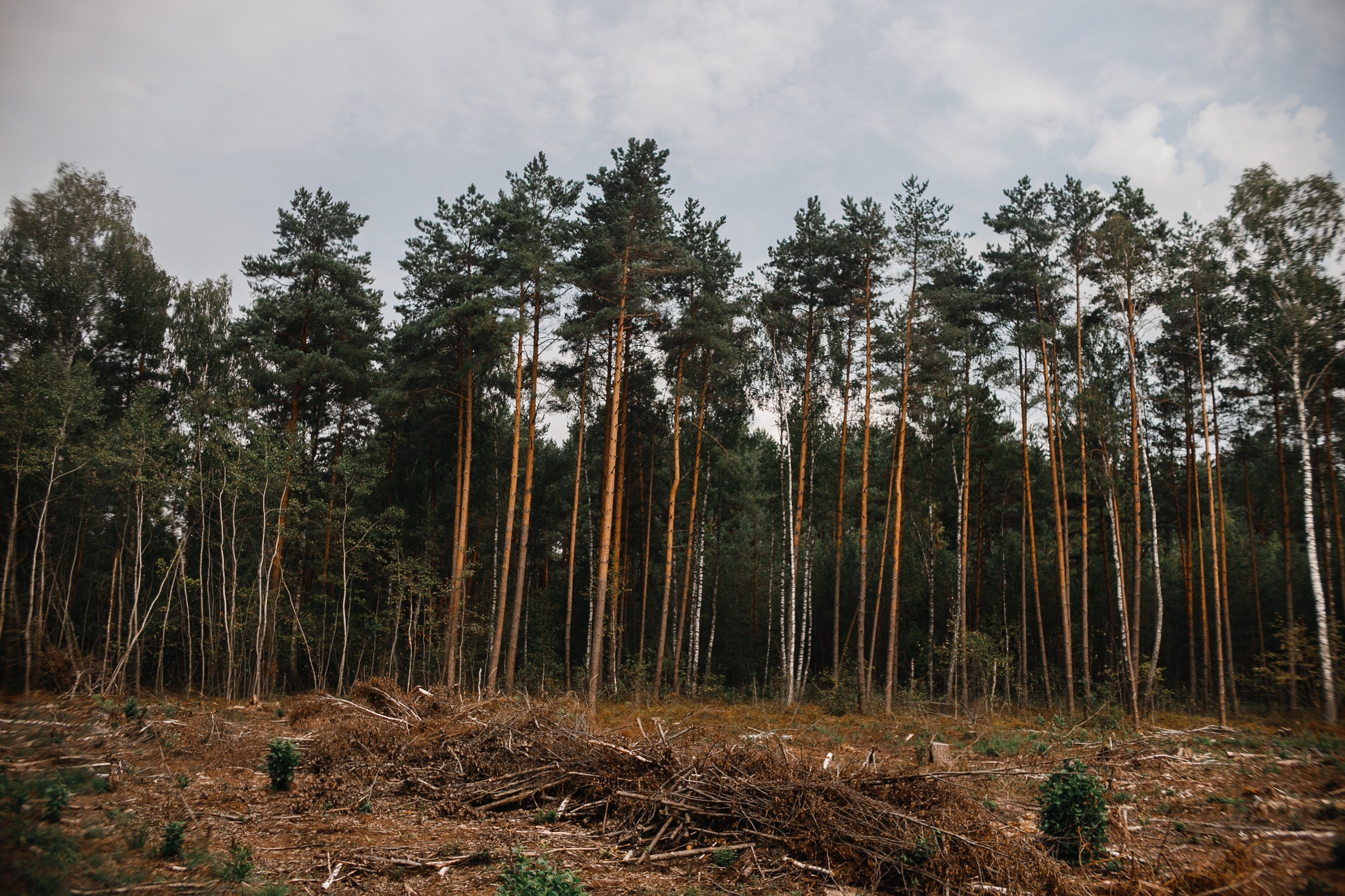 Narrow-gauge railway trip. Kaja | fotograf psów we Wrocławiu