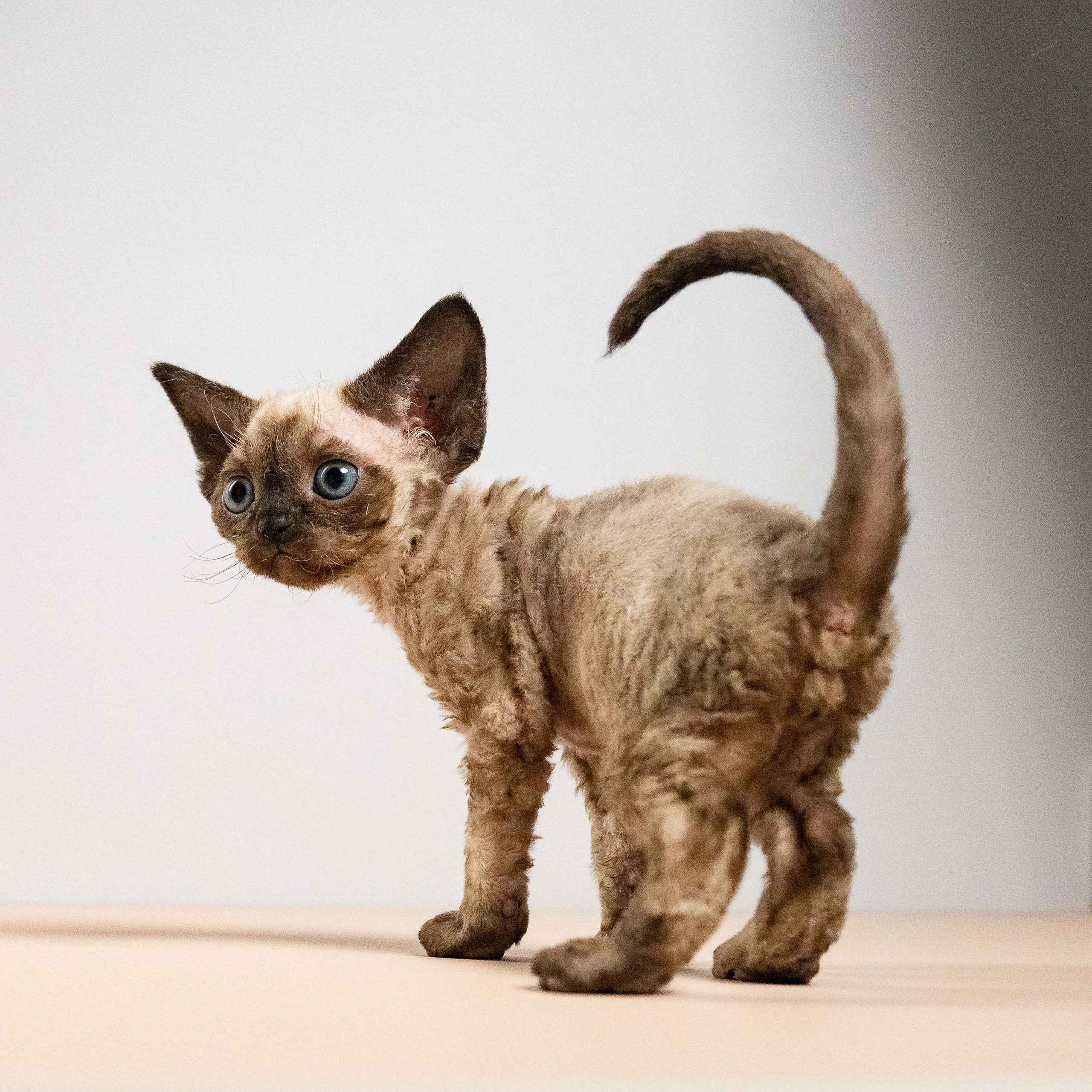 Leo, boy, born 12.20.2025. Devon Rex Pixie Cattery