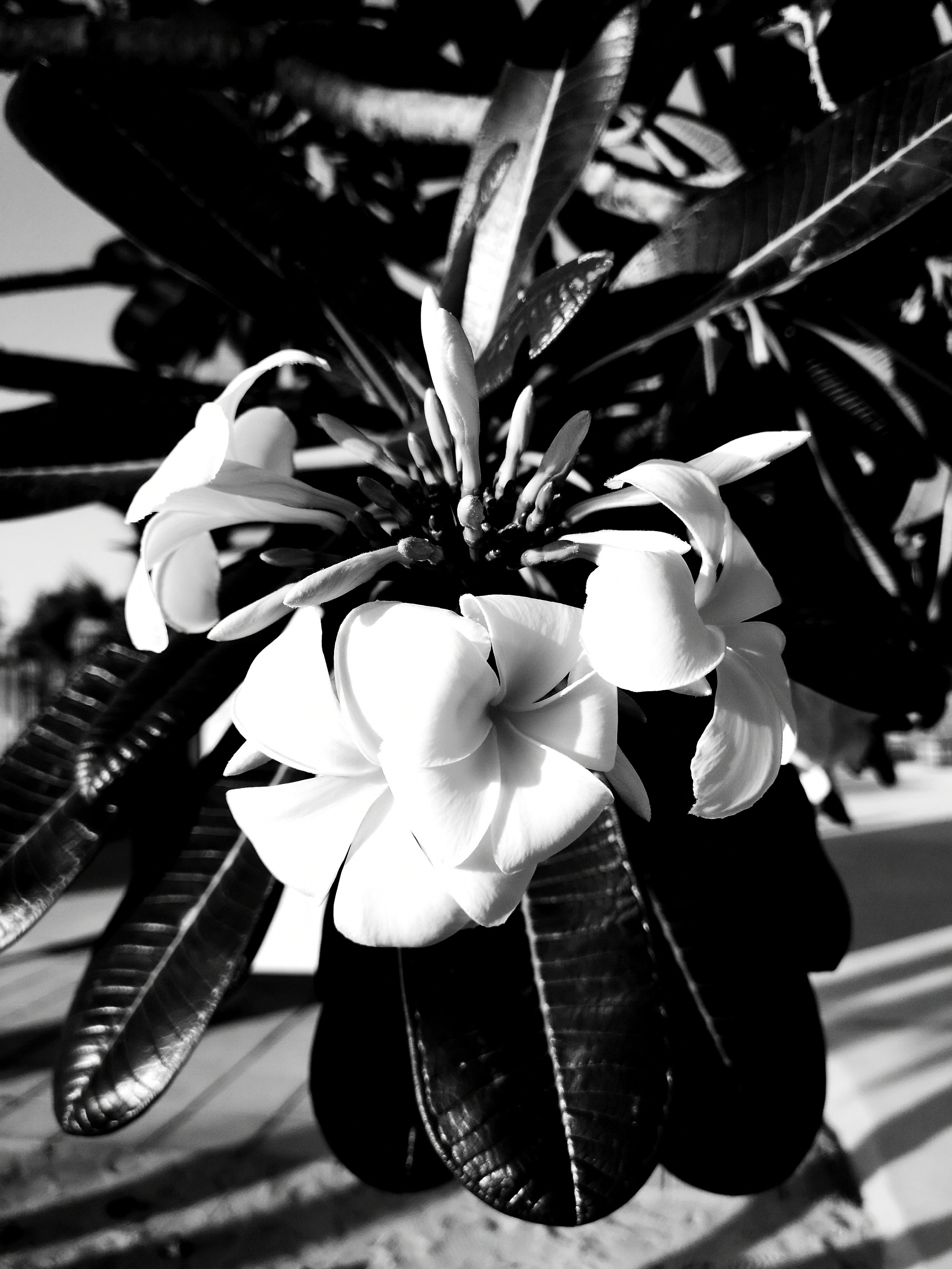 Impact Photo Collecton. Professional Artist, teacher of art, Artistic Photographer In Dubai (U