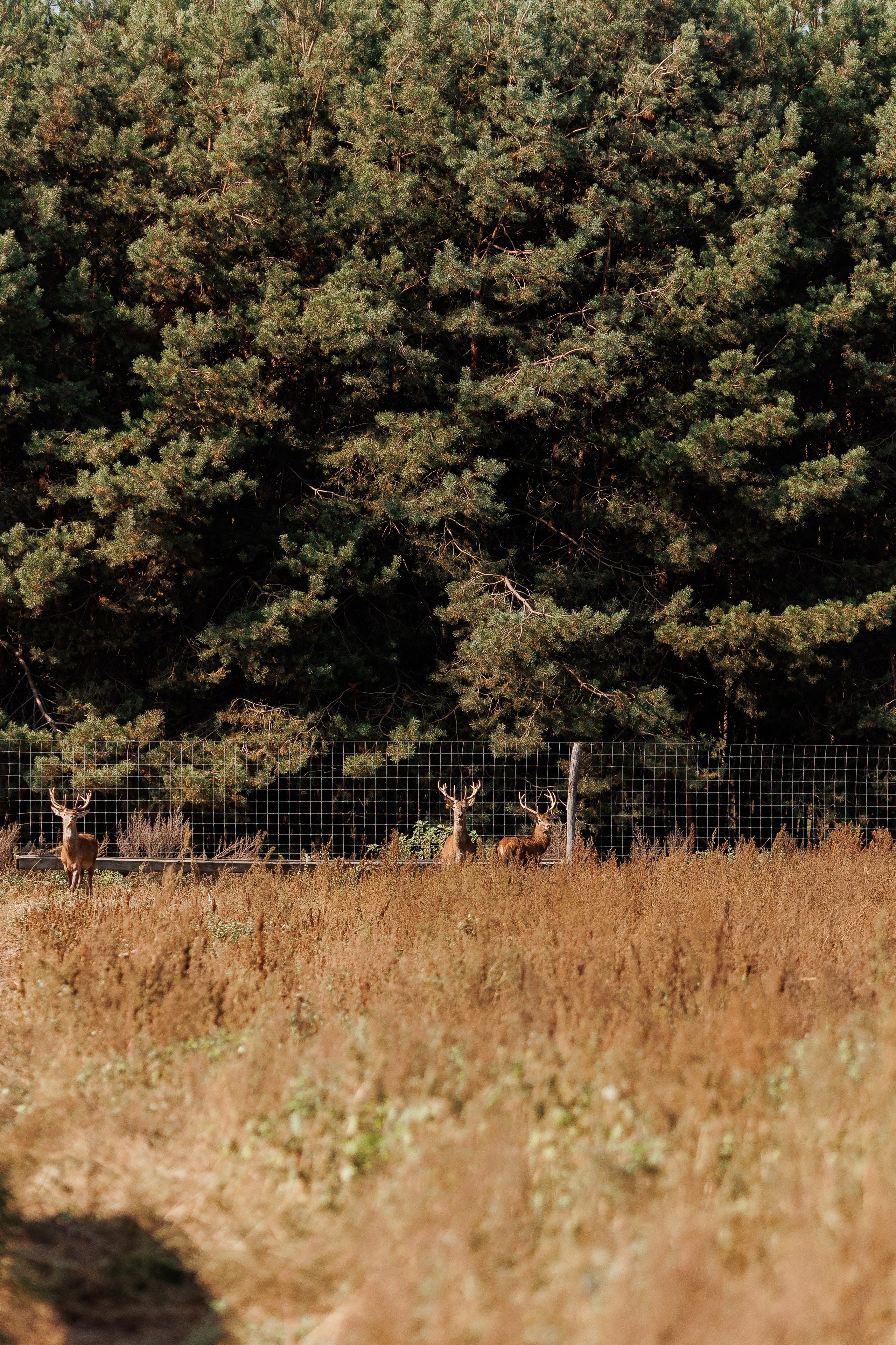 Екопарк Аміла. Ірина Терещук