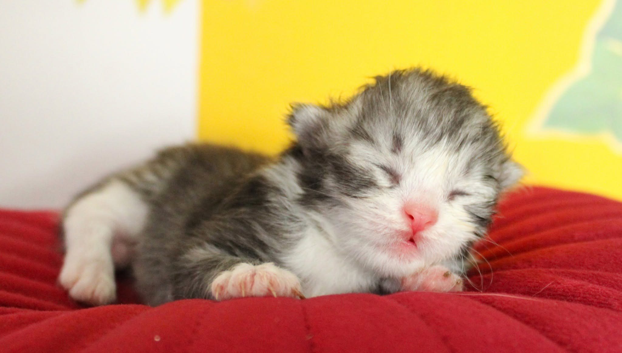 Katzen | Females. SIBERIALIS: Katzenzucht von Sibirischen und Neva Masquarade Katzen