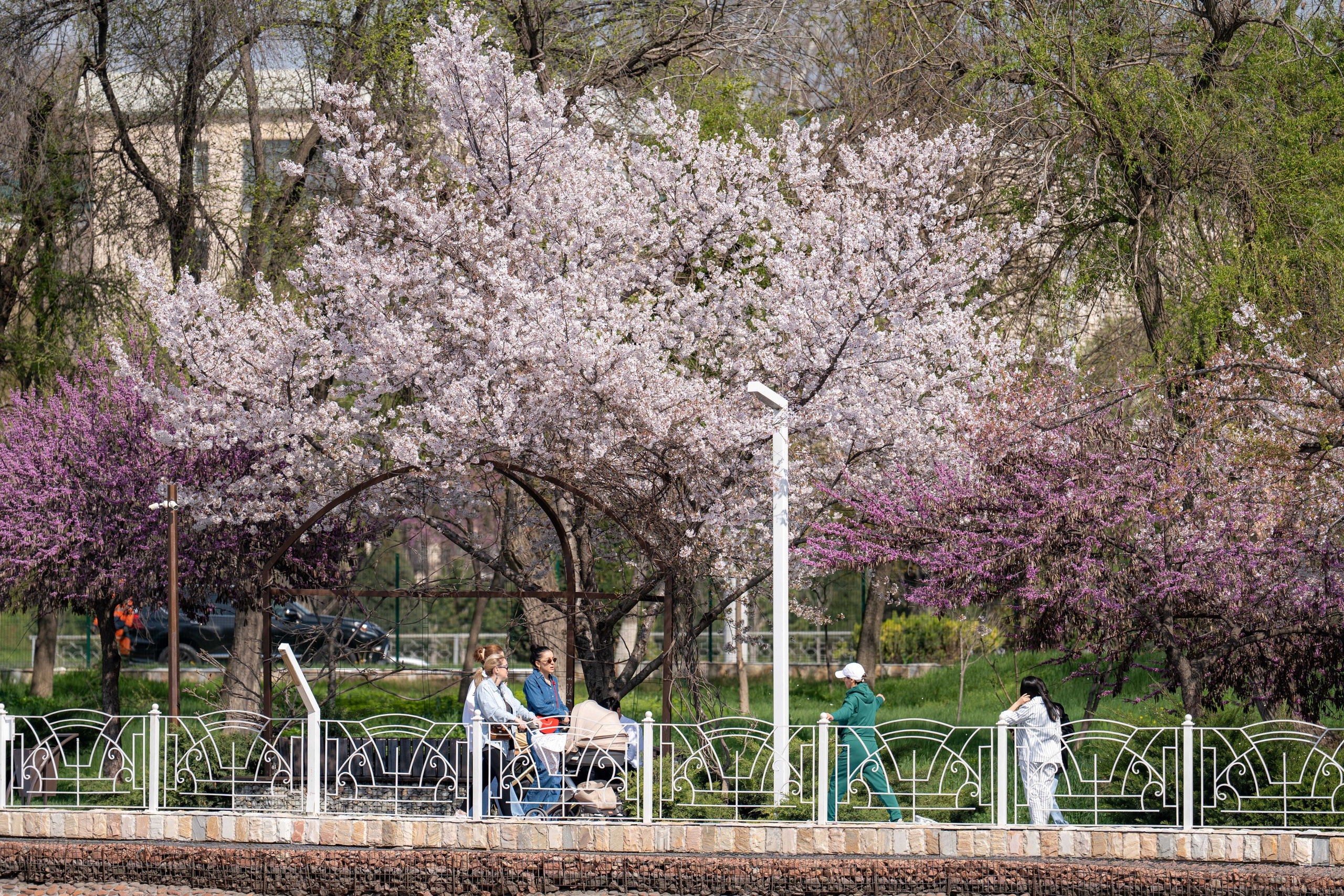 Весенний вайб Ташкента. Георгий Намазов | Фотограф в Ташкенте