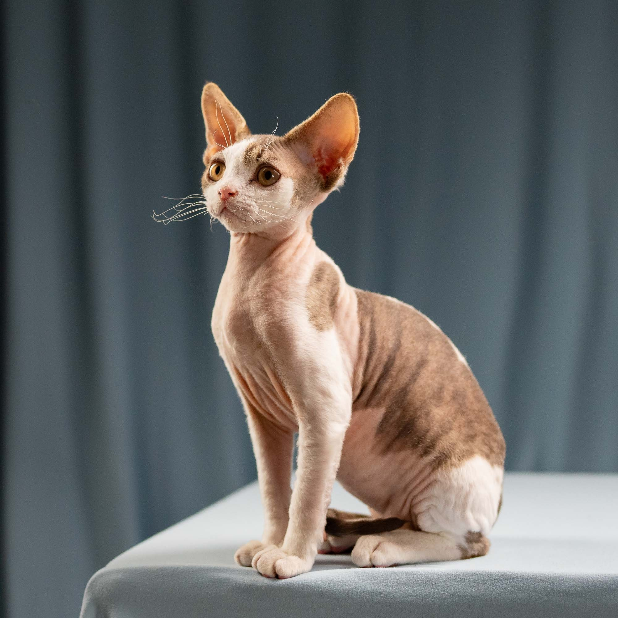 Hermes, boy, born 04.20.25. Devon Rex Pixie Cattery