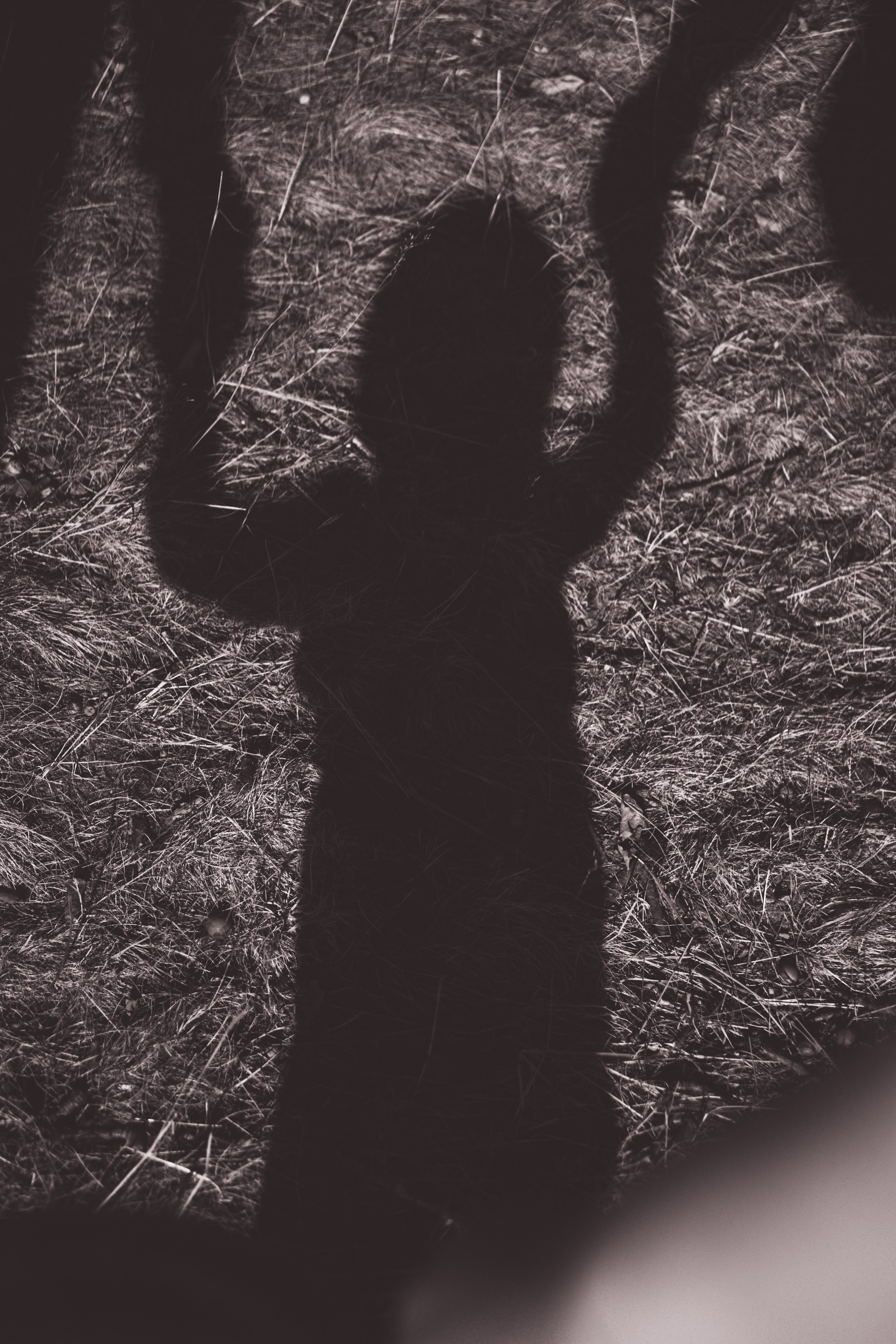 Mother Earth: Proiect de Fotografie Maternitate | Mădălina Beda. Madalina Beda- Artist vizual, fotograf, doula la nastere, consultant babywearing Brasov si in toata tara