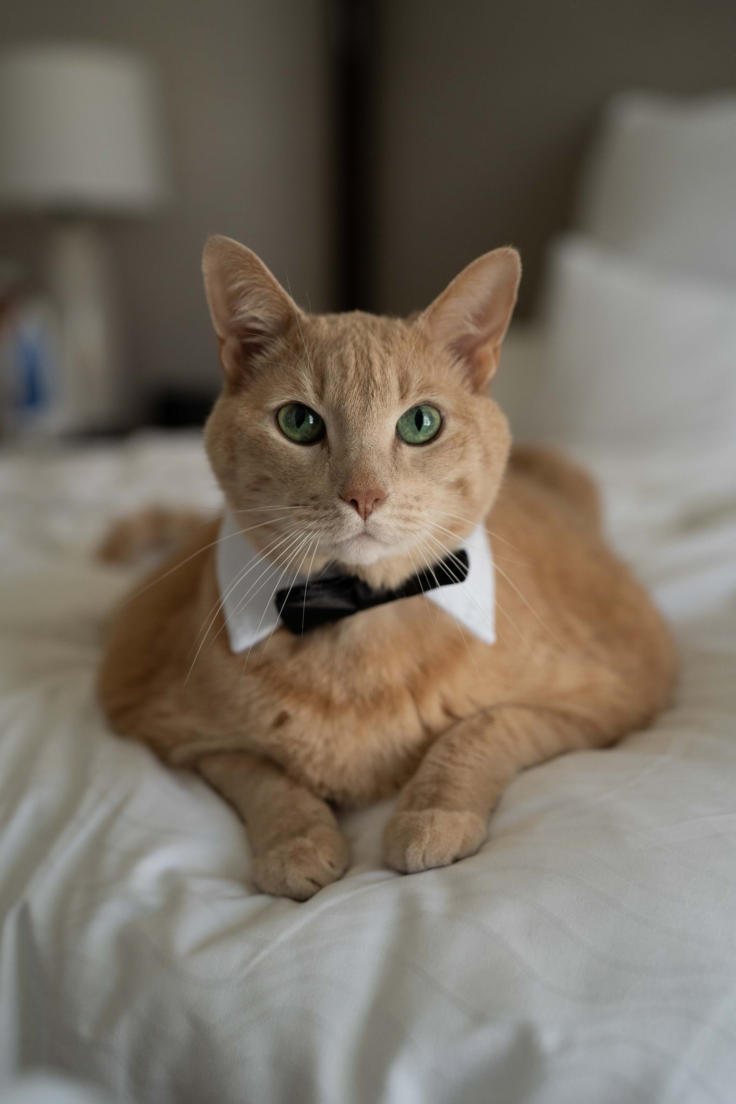 Rachel & Sergei Wedding. Classic & Elegant Wedding Photography and Videography in SoCal