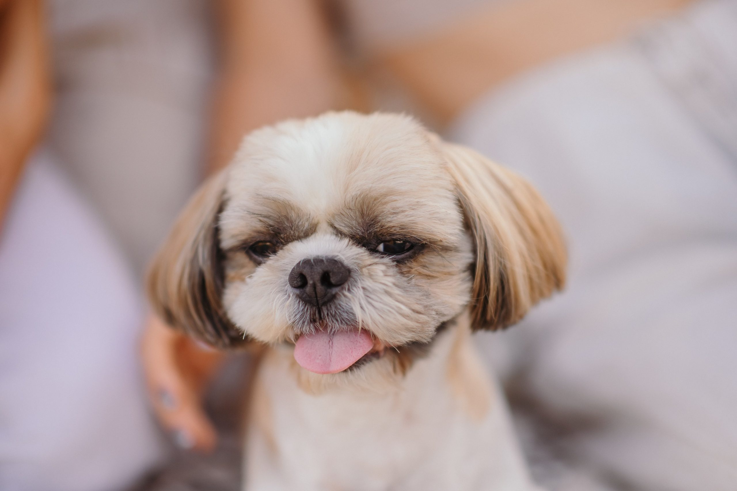 Lavanda. Wedding, maternity and family photographer in Charlotte Tasha Minn