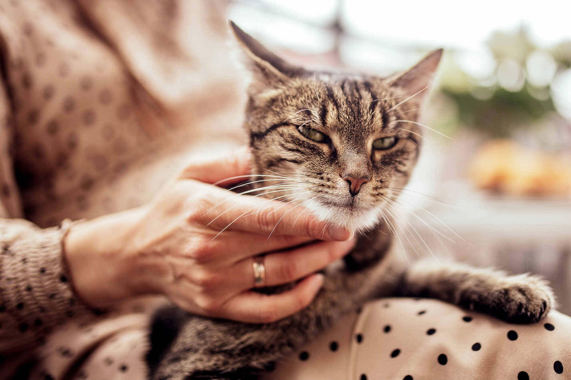 Babybauch und süße Katze:). Hochzeitsfotografie in Berlin Nataliia Schütze