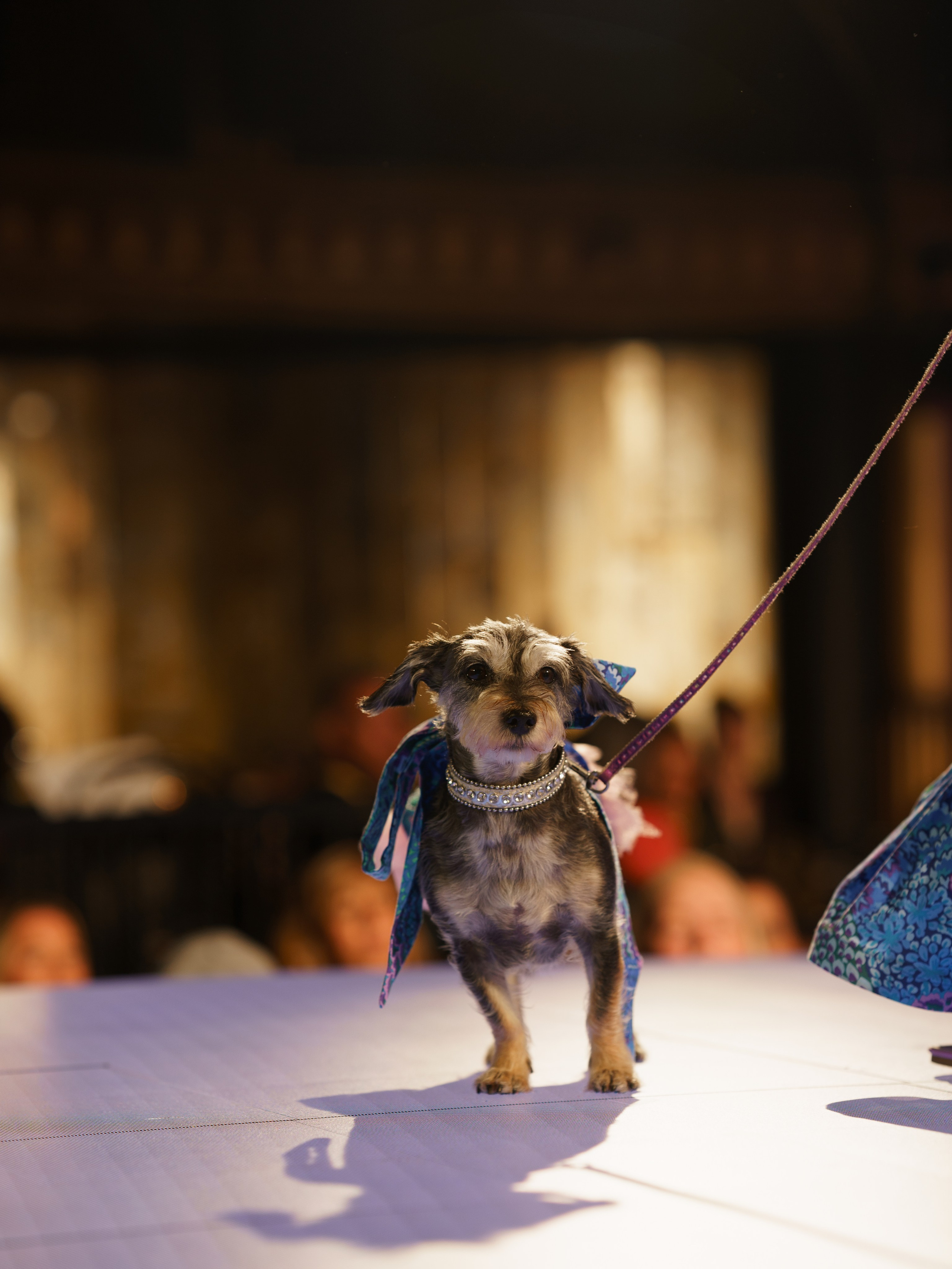 New York Fashion Week. New York + travel photographer