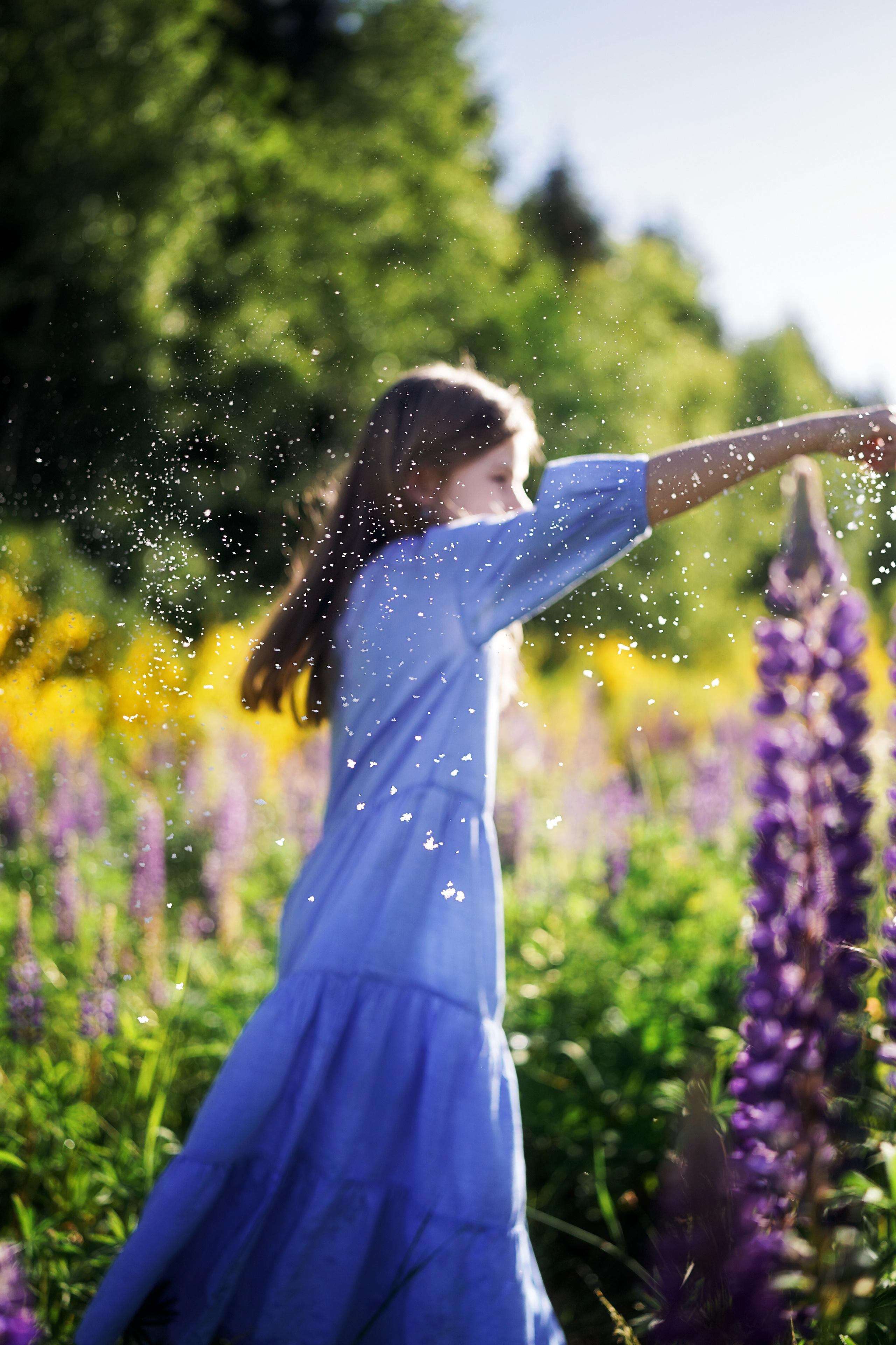 Дикие люпины. Семейный, детский и женский фотограф в Германии, Трире