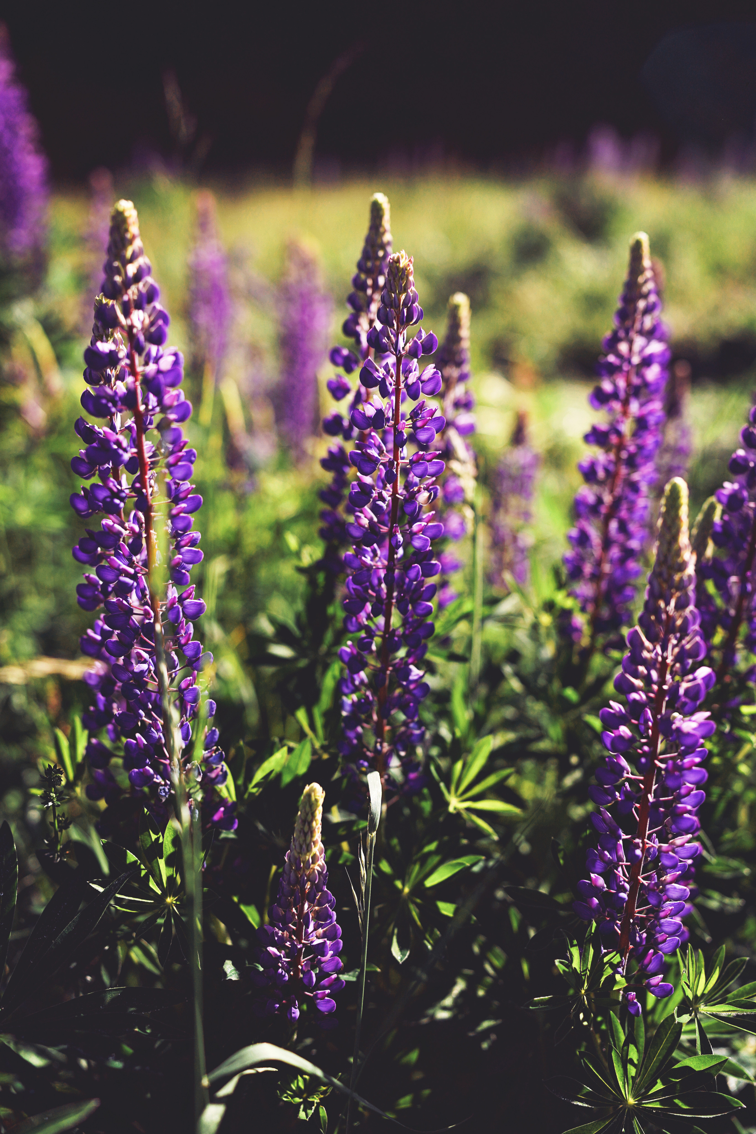 Дикие люпины. Семейный, детский и женский фотограф в Германии, Трире
