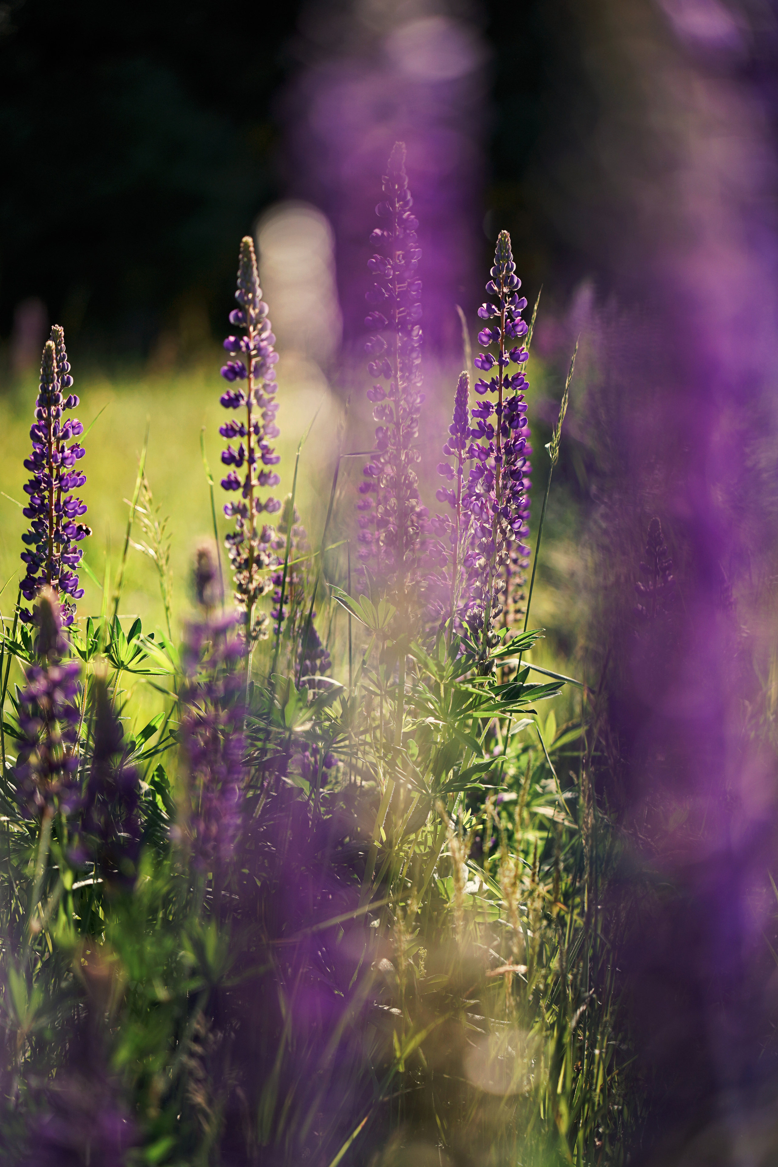 Дикие люпины. Семейный, детский и женский фотограф в Германии, Трире