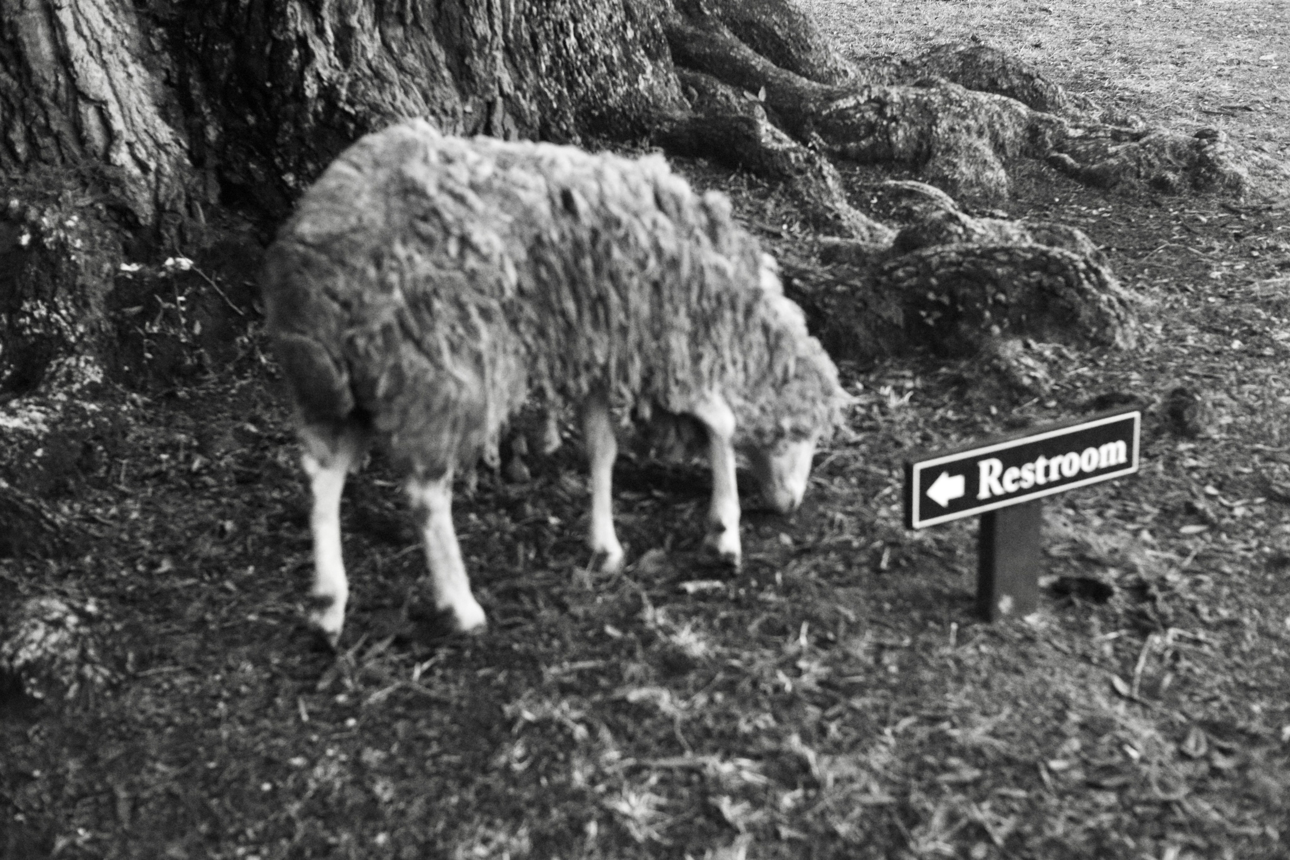 Monochrome. Sonny Photos