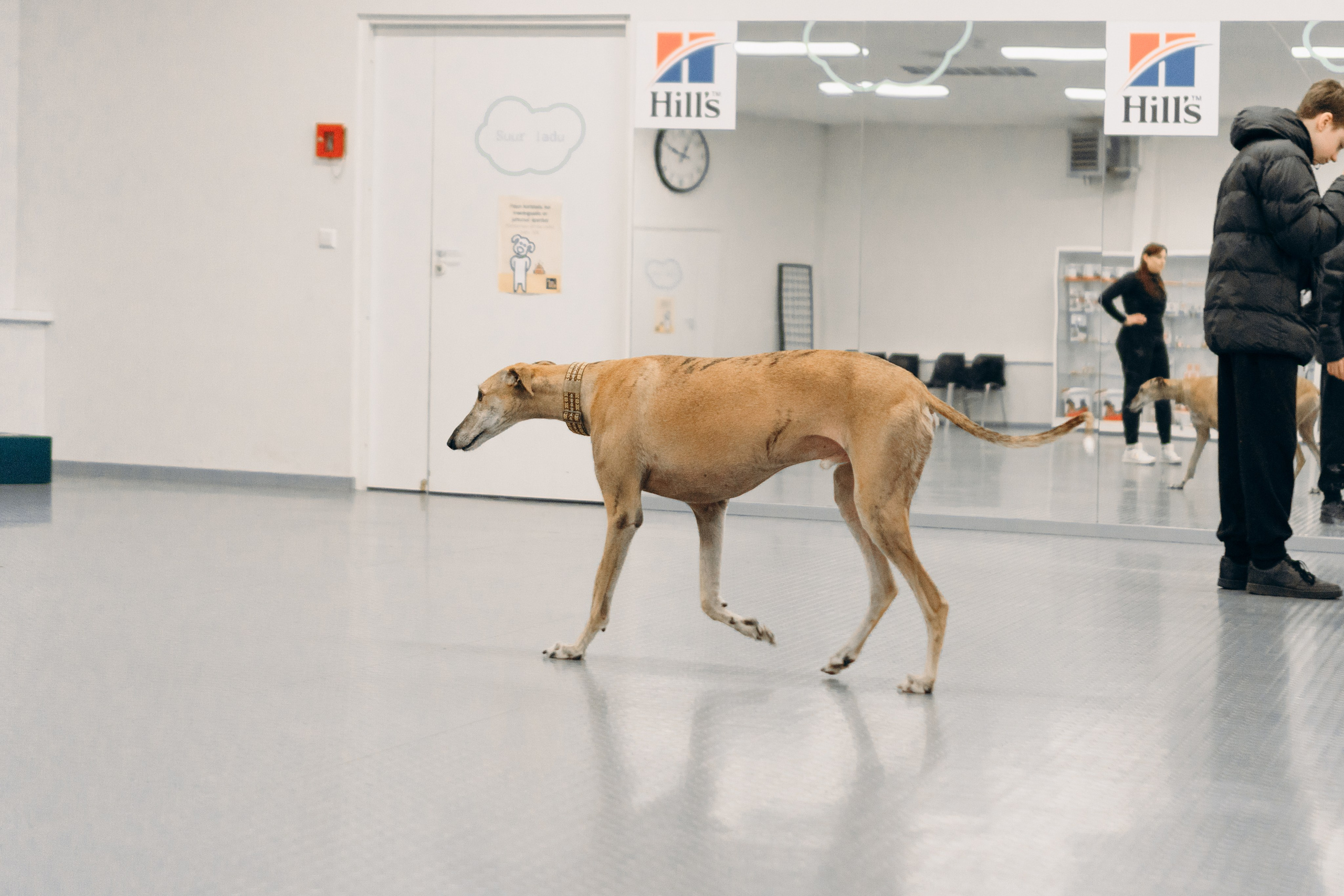 GalgoTreff / PetCity Rannamõisa, 13 apr. 2025. Kat Laisaar — Pet photographer in Tallinn