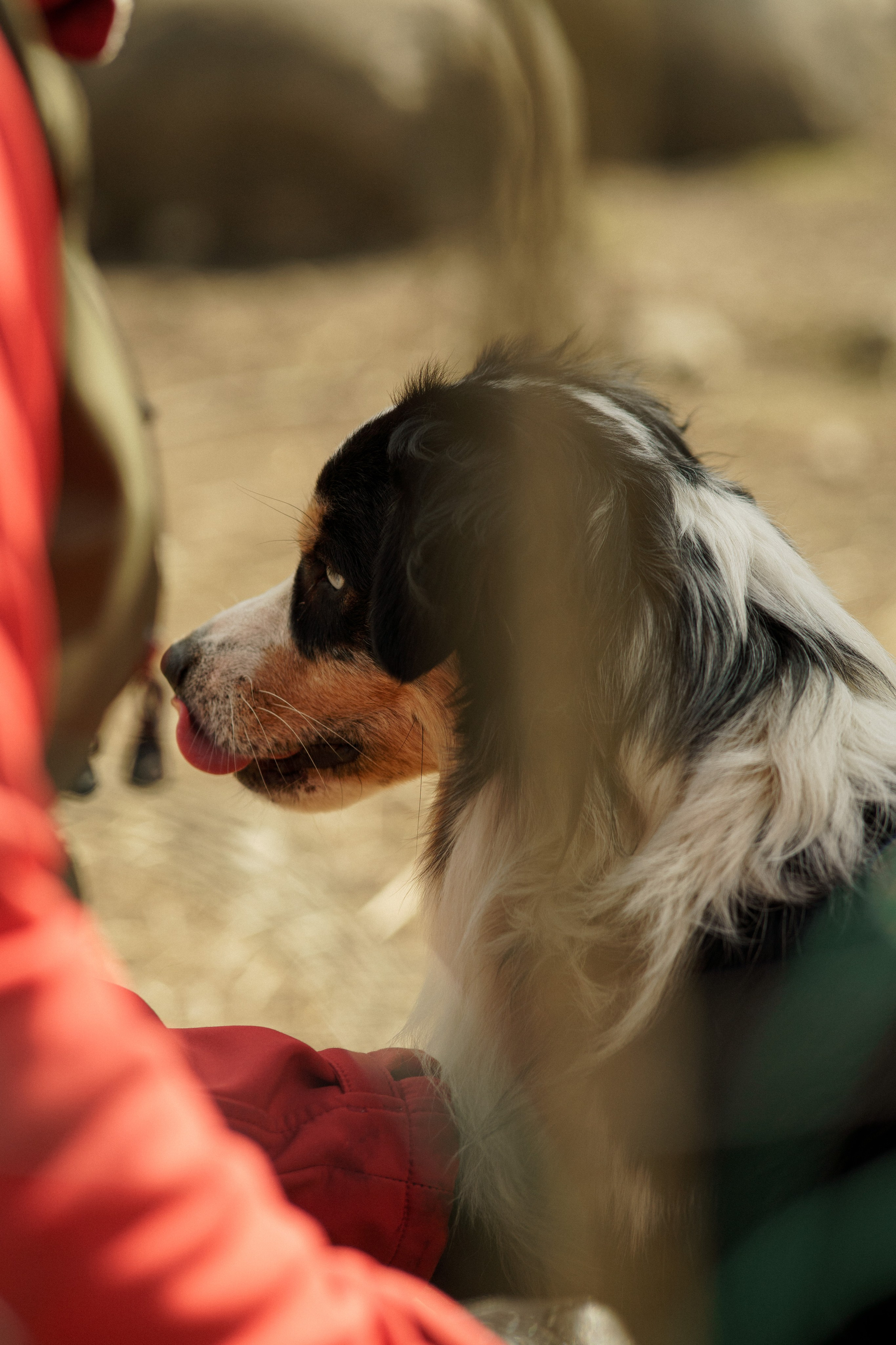Herding Days, 26 apr. 2025. Kat Laisaar — Pet photographer in Tallinn
