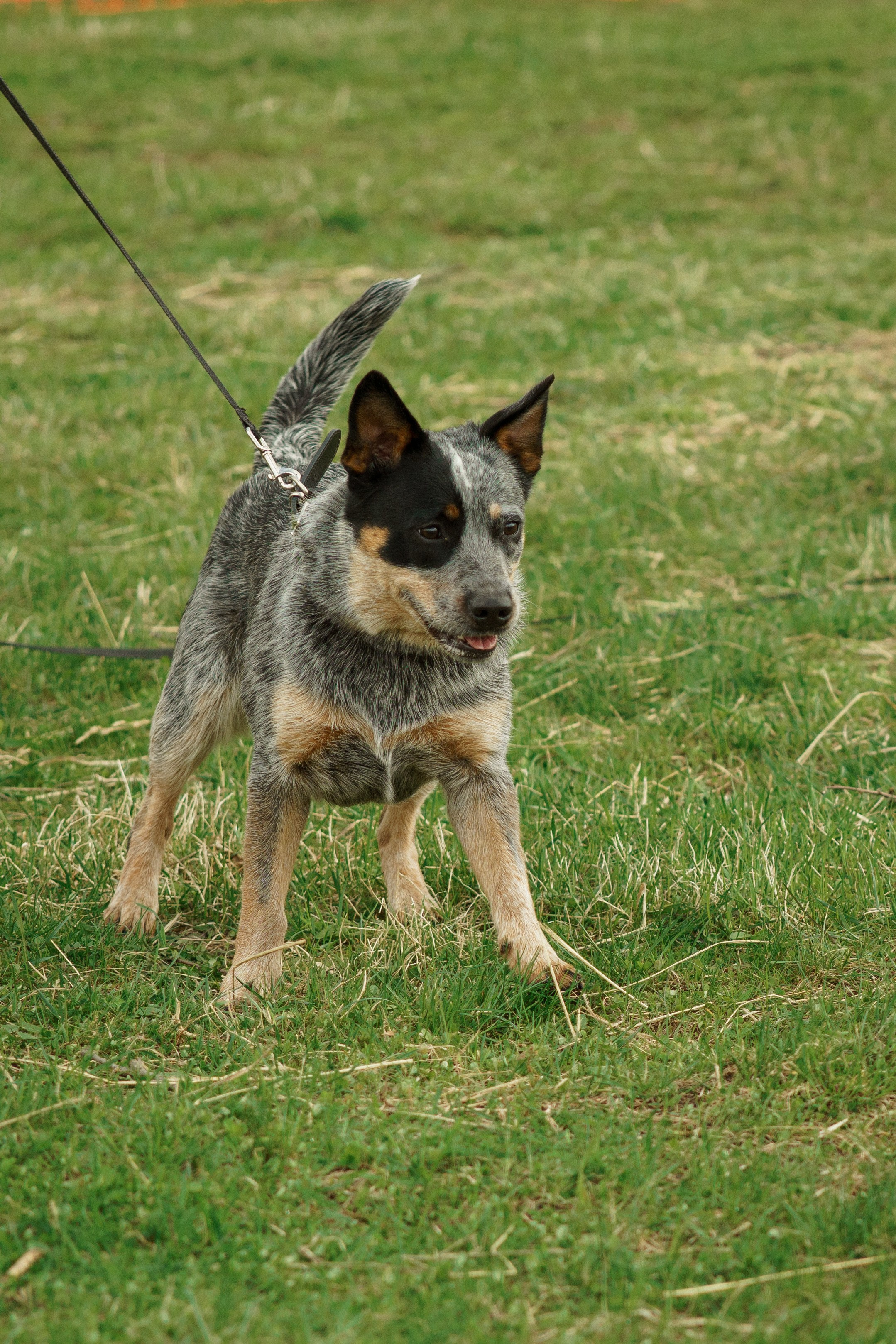 Herding Days, 26 apr. 2025. Kat Laisaar — Pet photographer in Tallinn