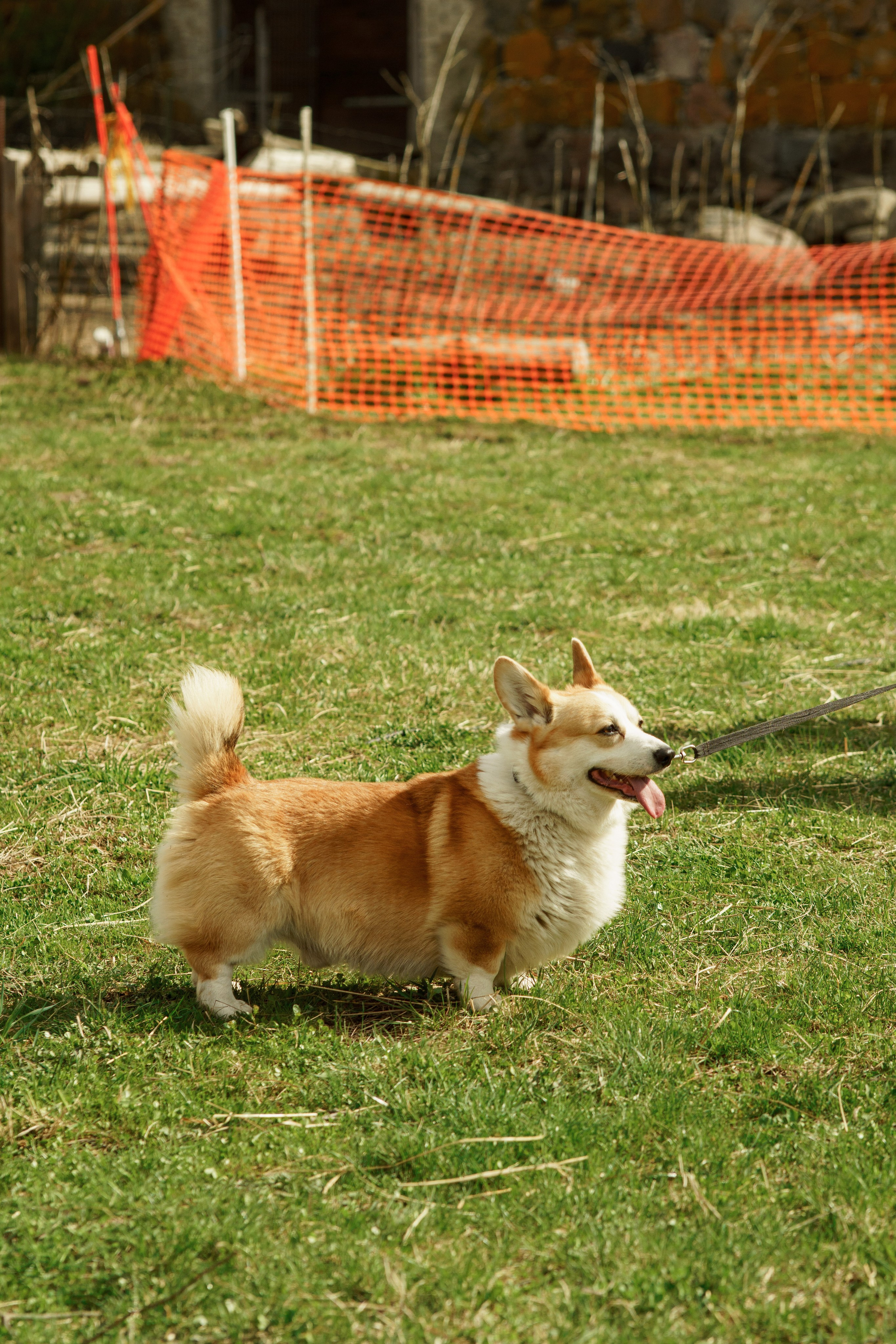 Herding Days, 26 apr. 2025. Kat Laisaar — Pet photographer in Tallinn