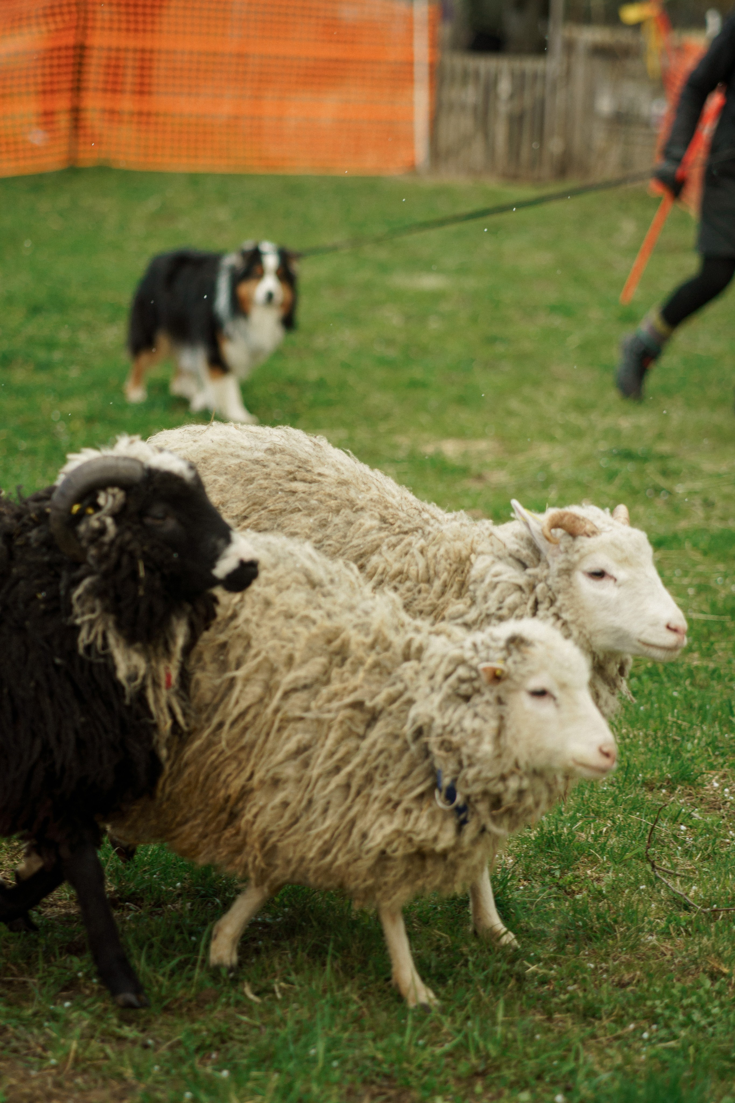Herding Days, 26 apr. 2025. Kat Laisaar — Pet photographer in Tallinn
