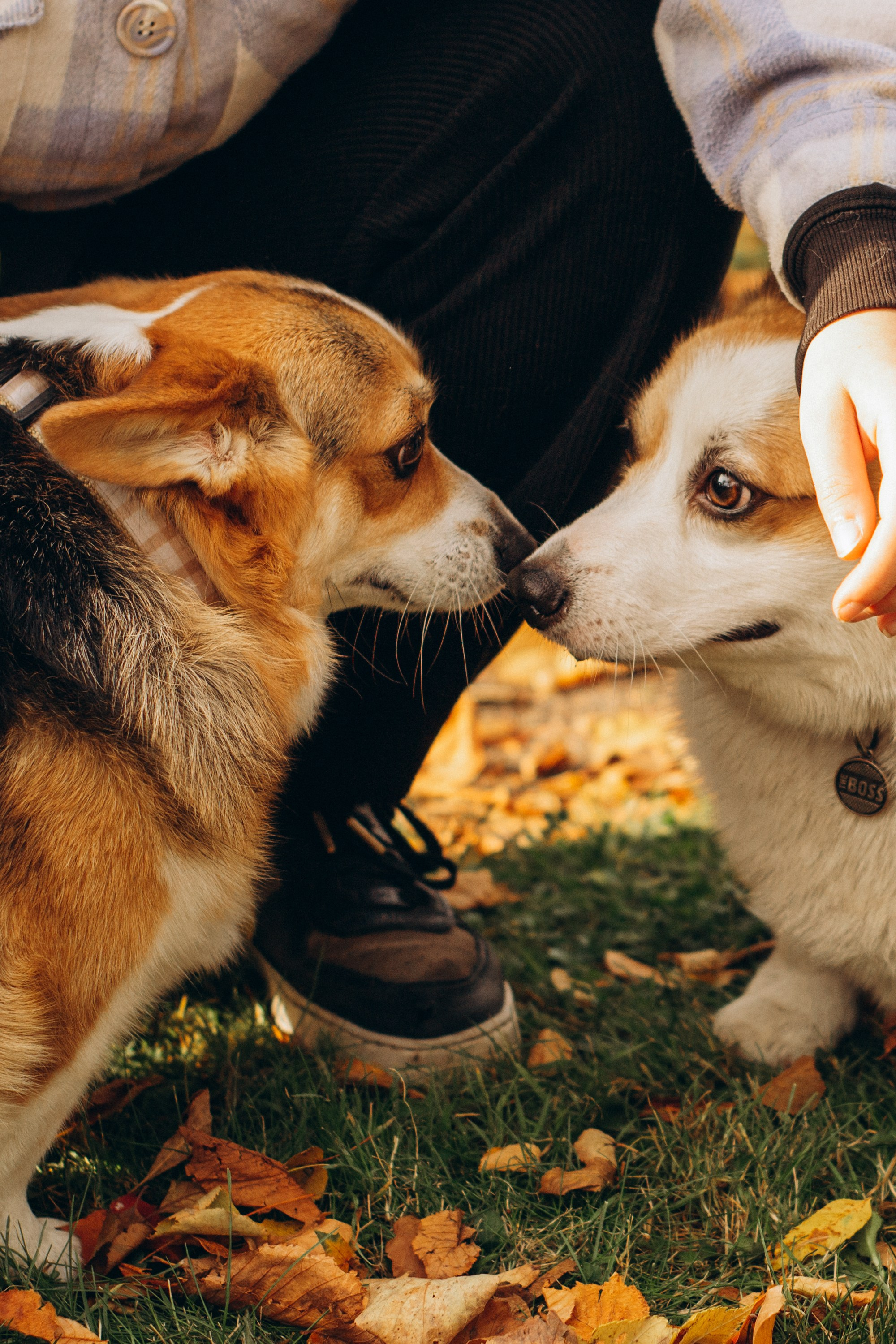 Corgi party, october. Kat Laisaar — Pet photographer in Tallinn