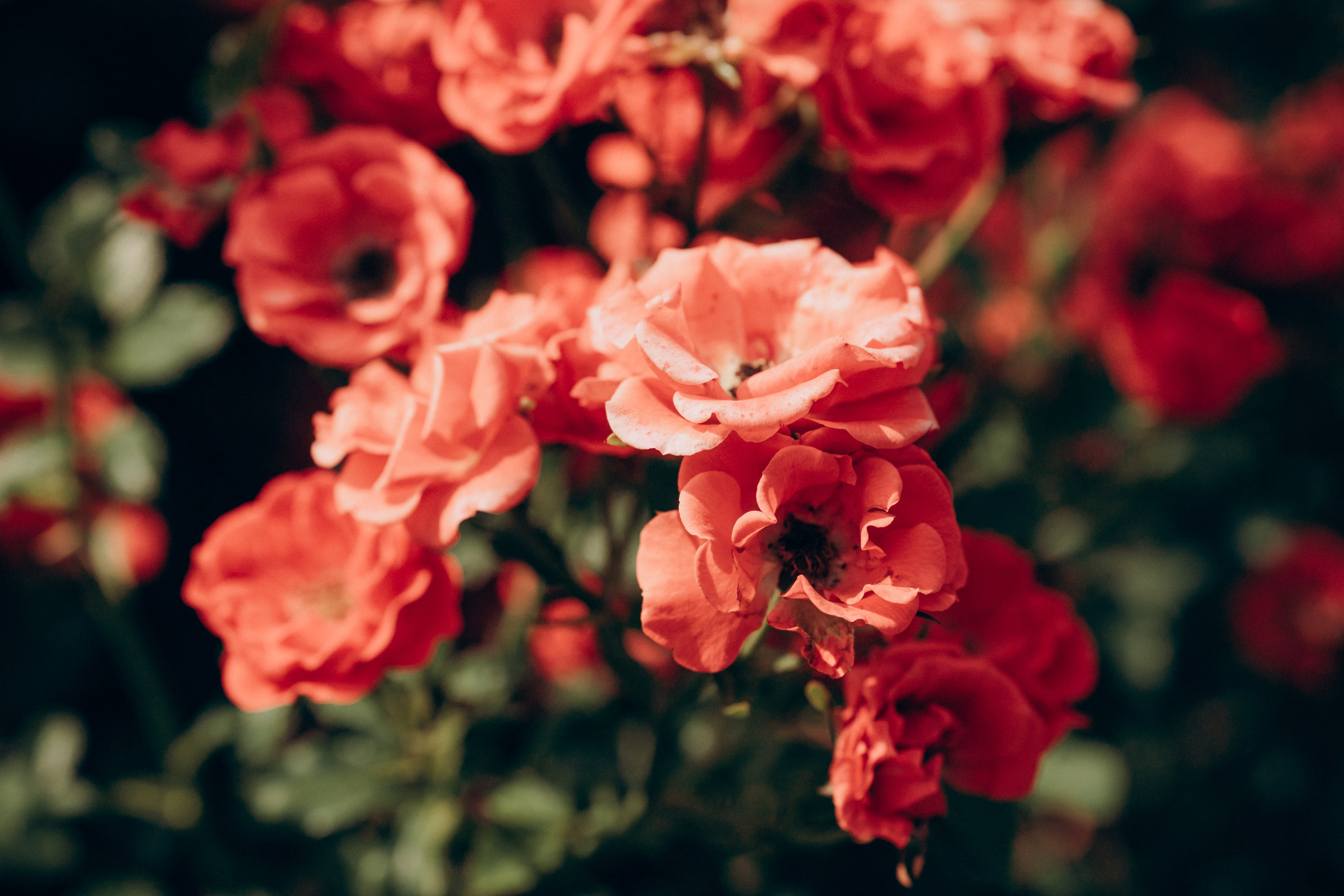 Natalia, Janik, Nusha & Betty. Фотограф-анималист в Таллинне, Катя Лайсаар