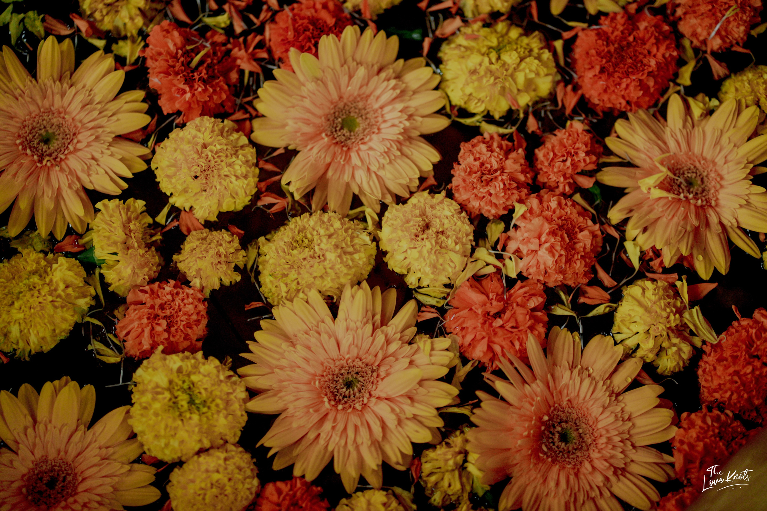 SHAHANA. Theloveknots