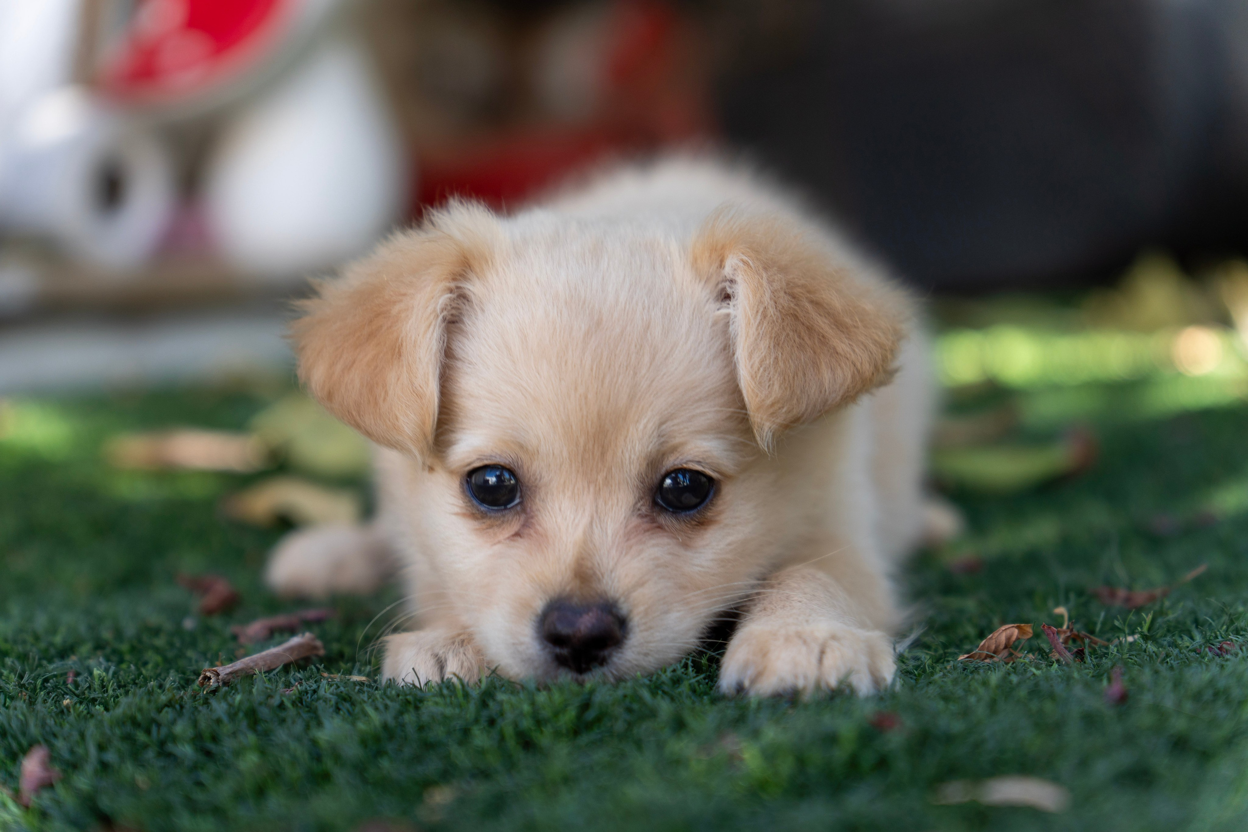 Random dogs. Главное меню