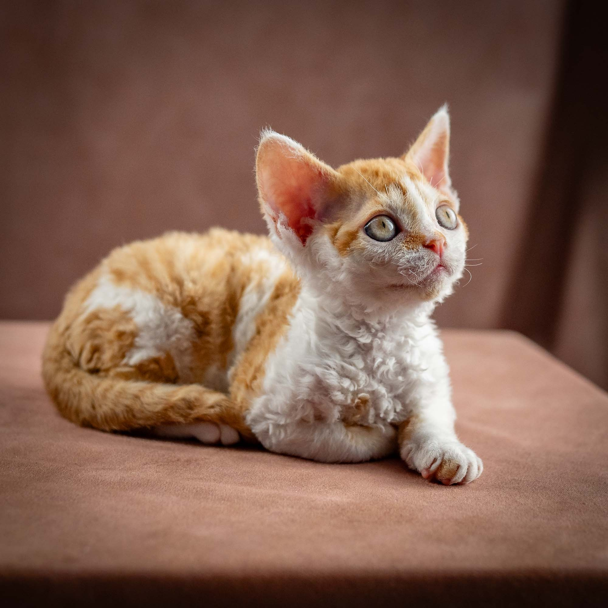 Gary,  boy, born on 01.18.25. Devon Rex Pixie Cattery