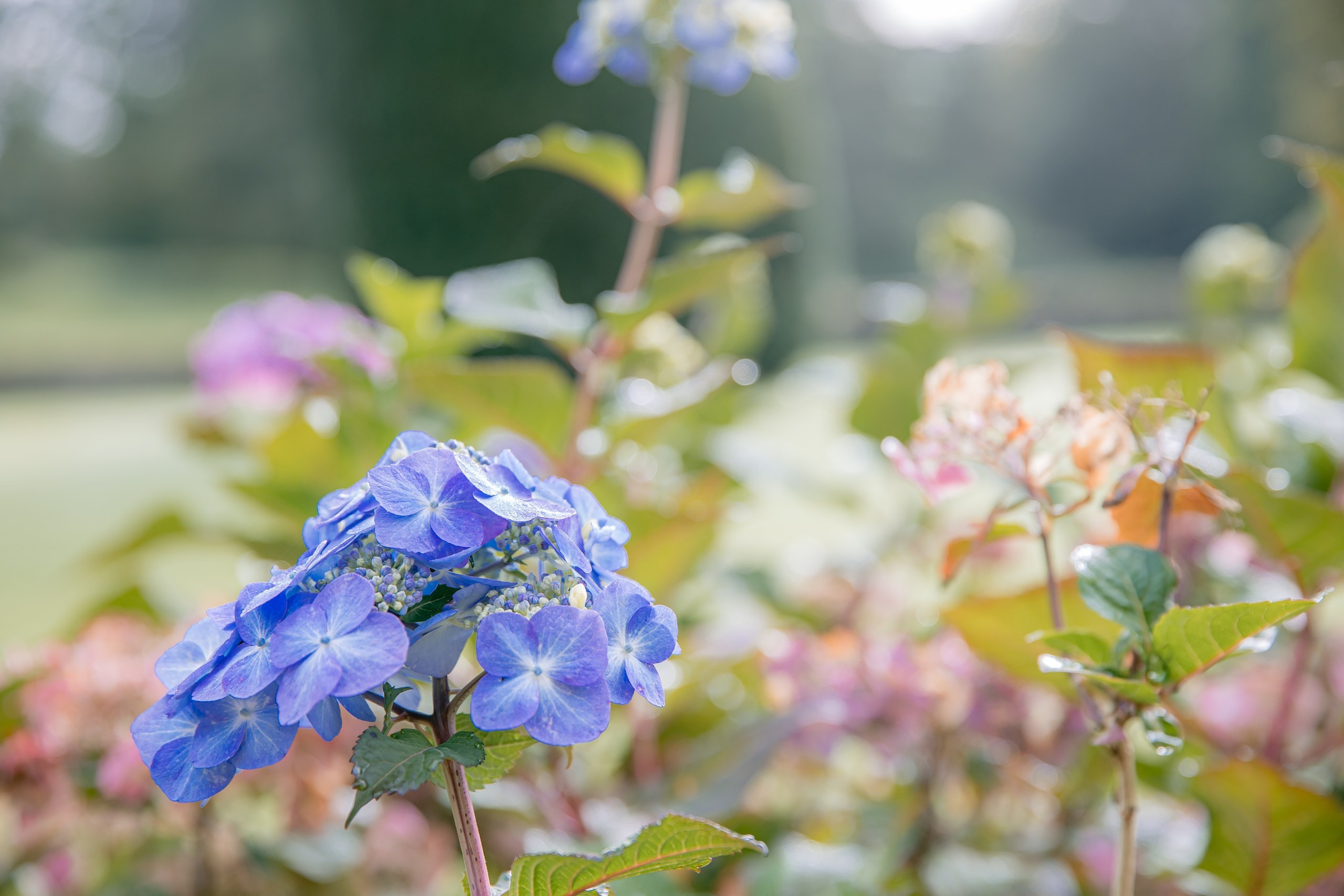 BobFest'23 in 2 days — TRUE LEGEND. September, 2023. Timeless Wedding & Event Photography from London to the world