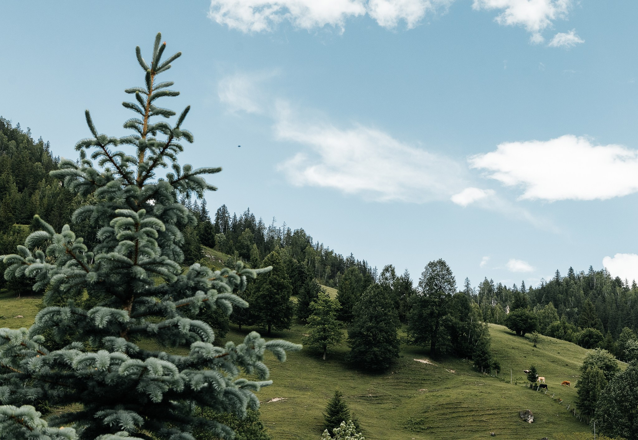 Radu si Diana. Fotograf și videograf de nuntă R. Moldova, Romania