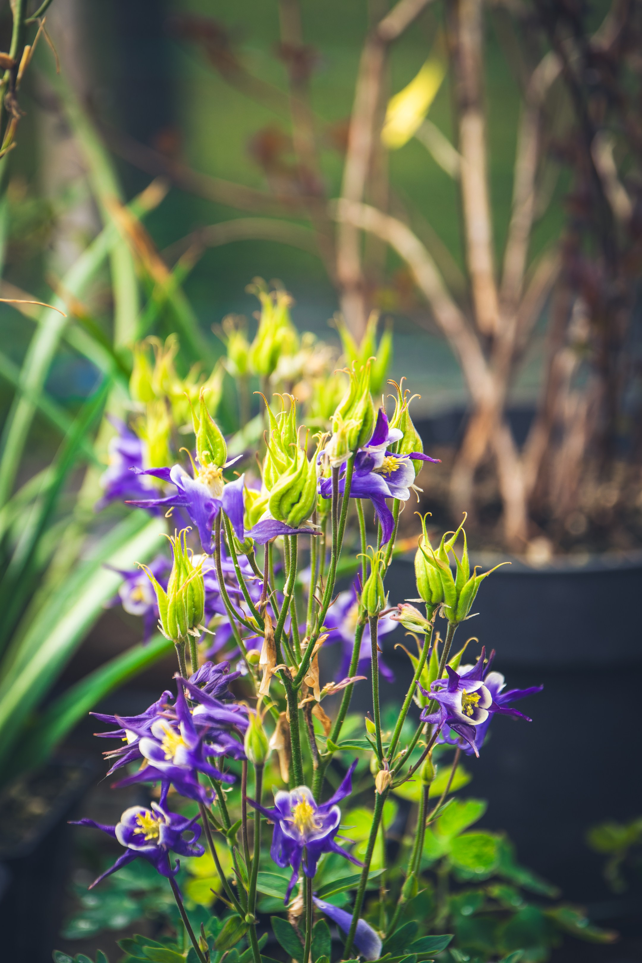 Saarema, reis. Nebula 25 — Fotod teie hingele