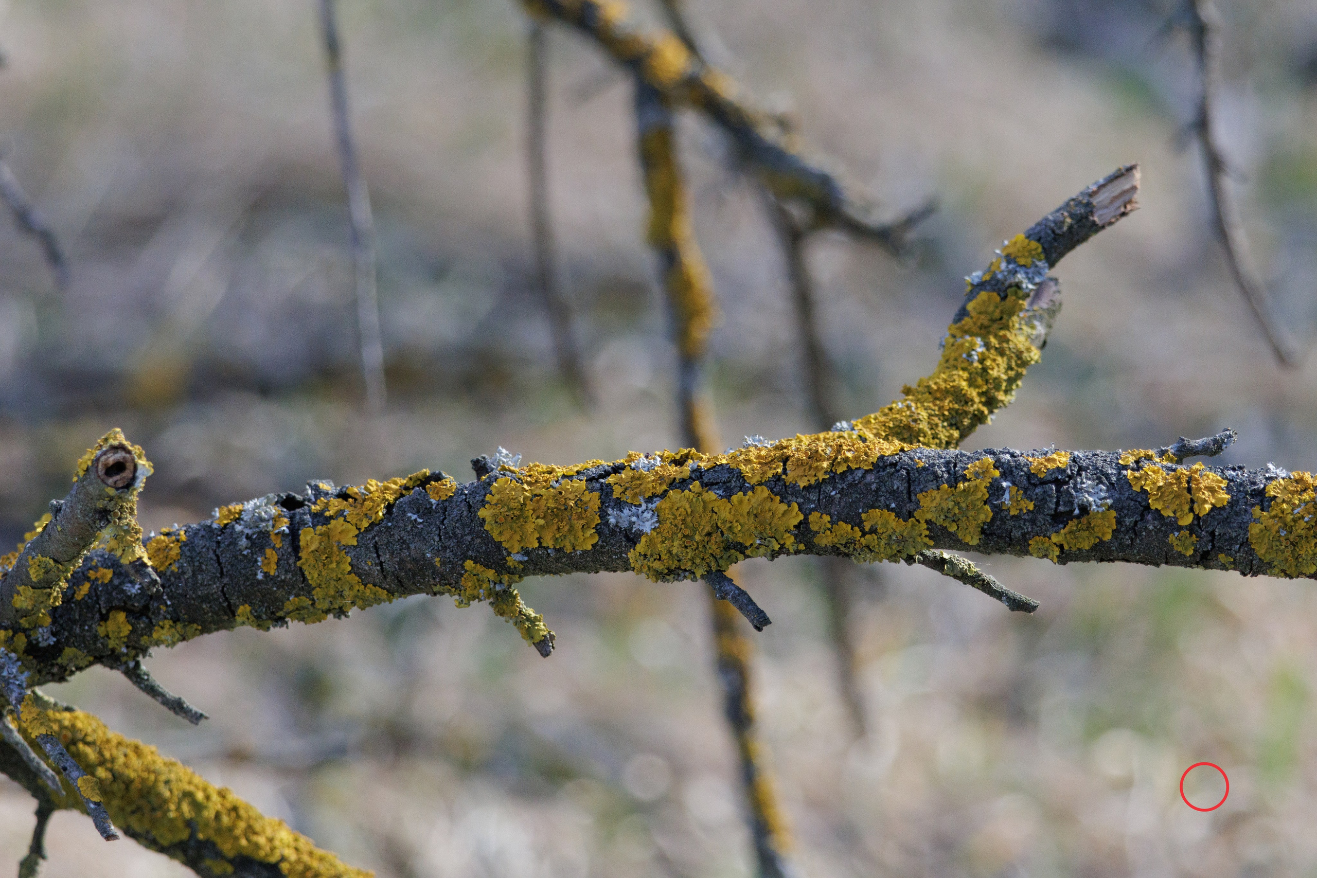 გასეირნება კრწანისის ტბებზე. FramefreeMan