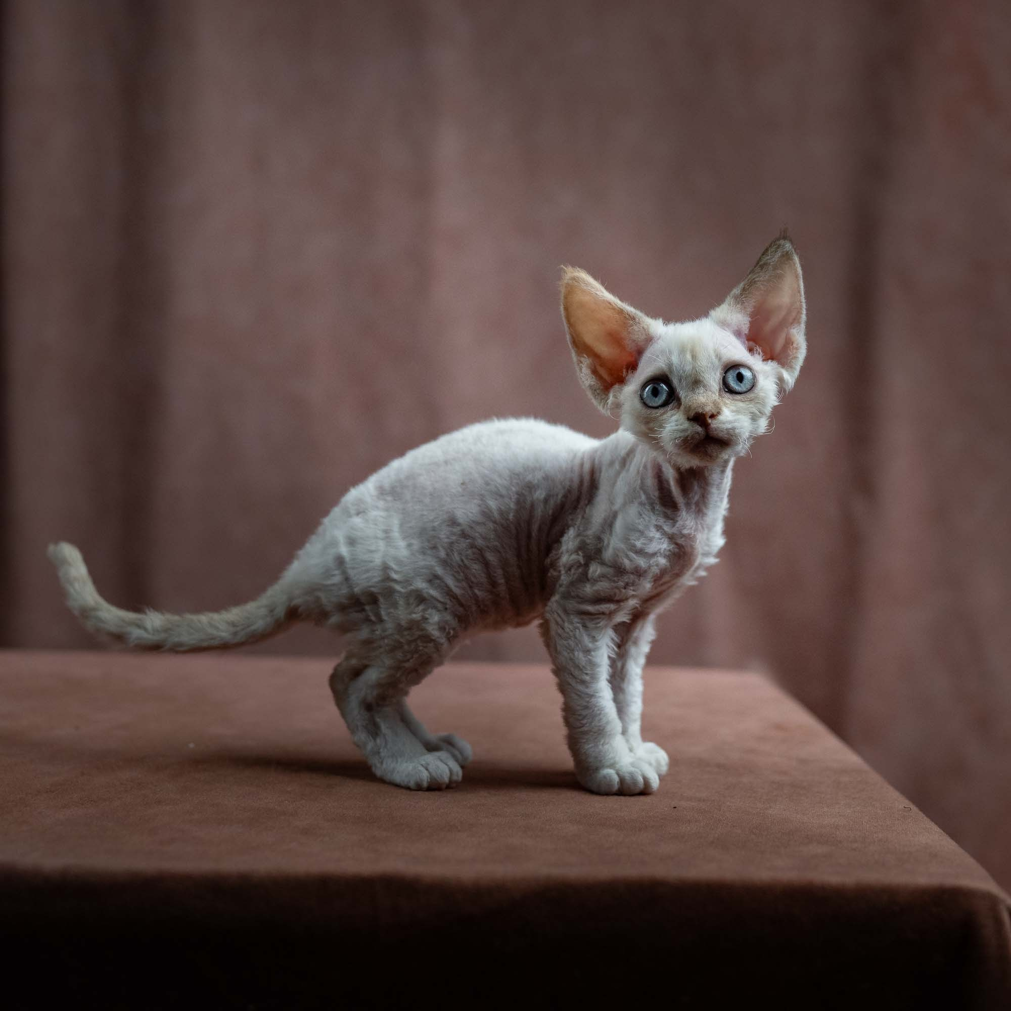 Jessica, girl, born 06.25.2025. Devon Rex Pixie Cattery