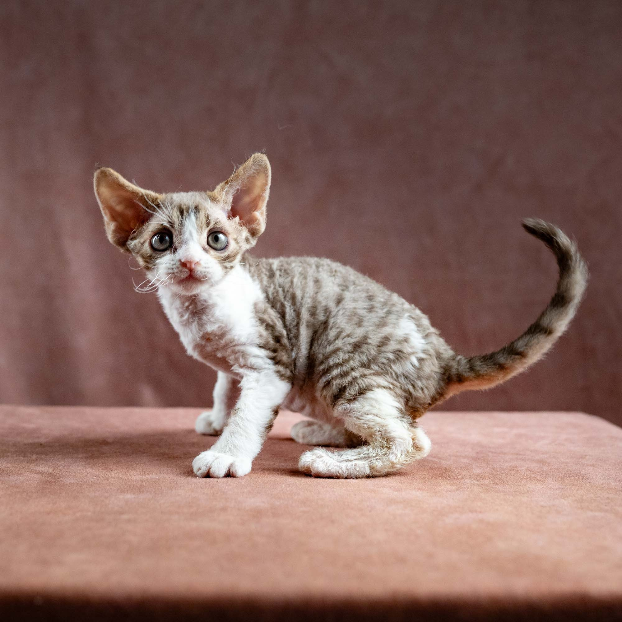 Hugo, boy, born 04.20.25. Devon Rex Pixie Cattery