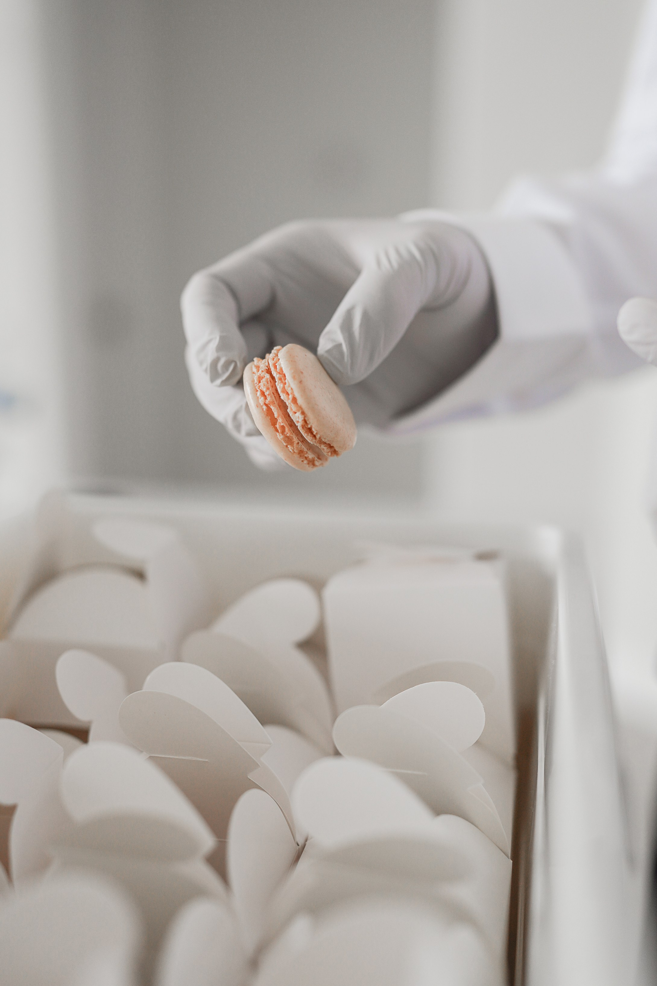 Family / Wedding / Quinceañeras. Main